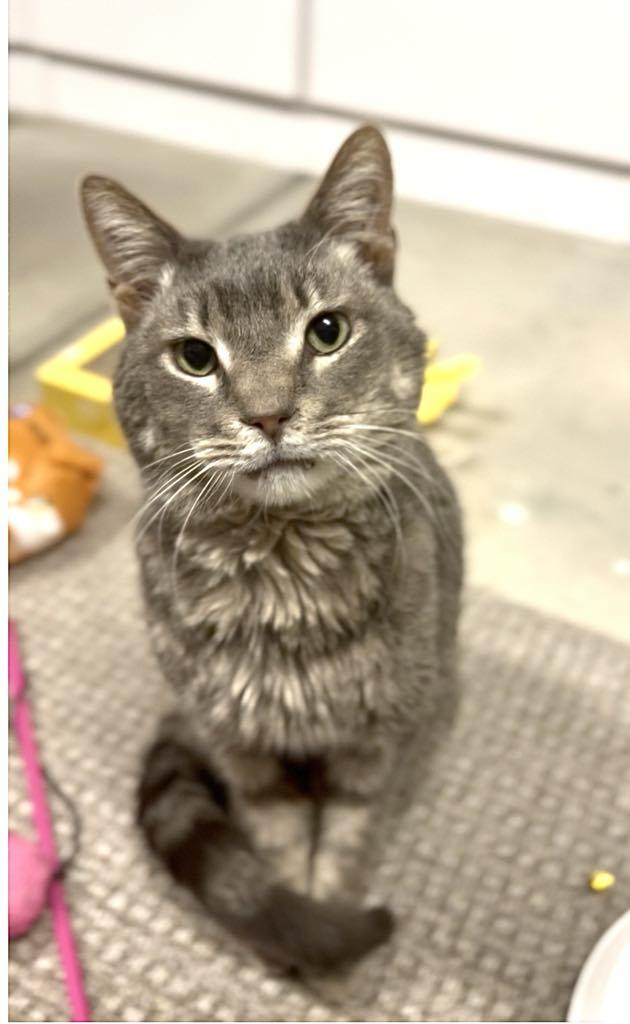 Enlarge STITCH, a Adoptable mixed breed in Murrieta, CA image 3/6