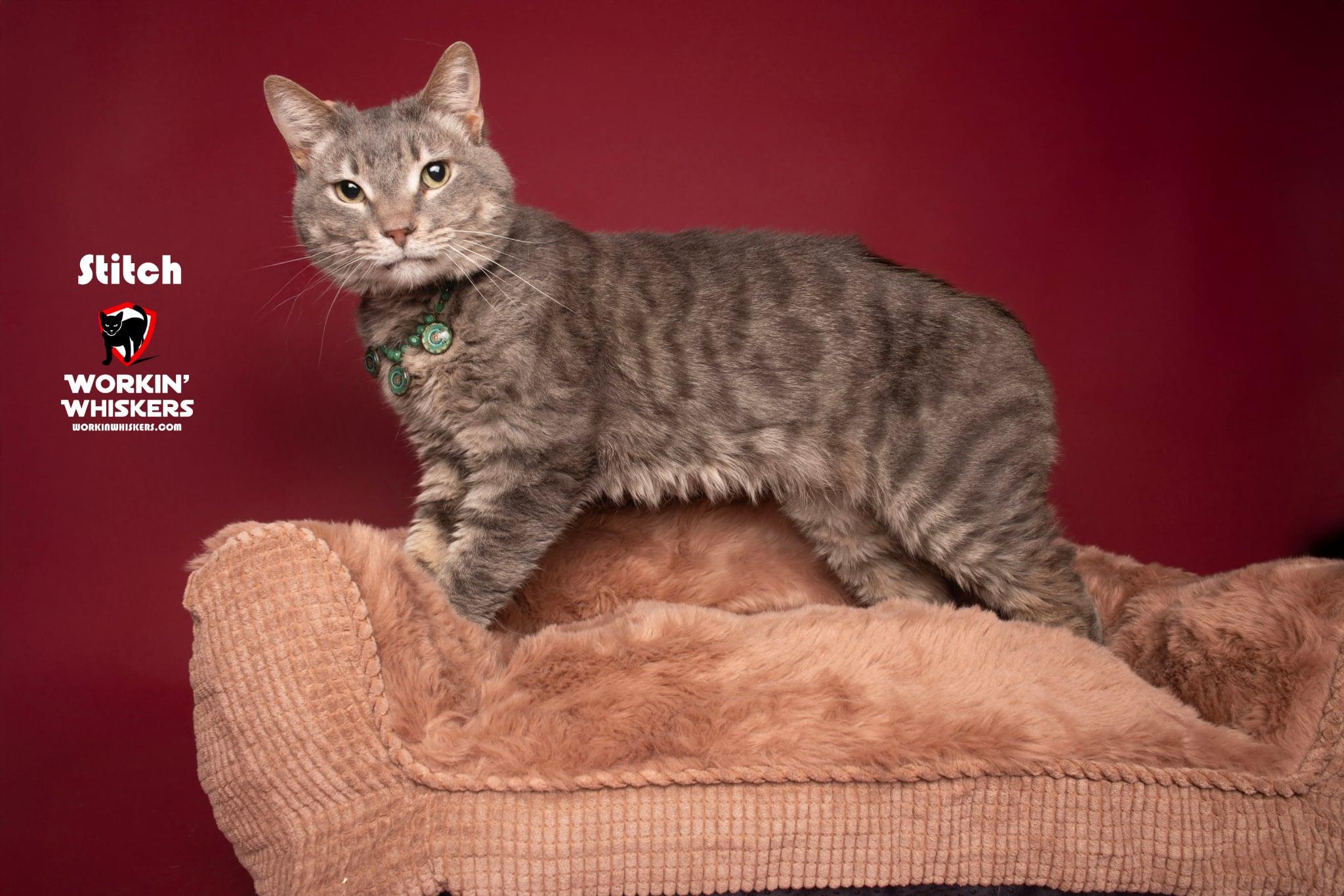 Enlarge STITCH, a Adoptable mixed breed in Murrieta, CA image 4/6