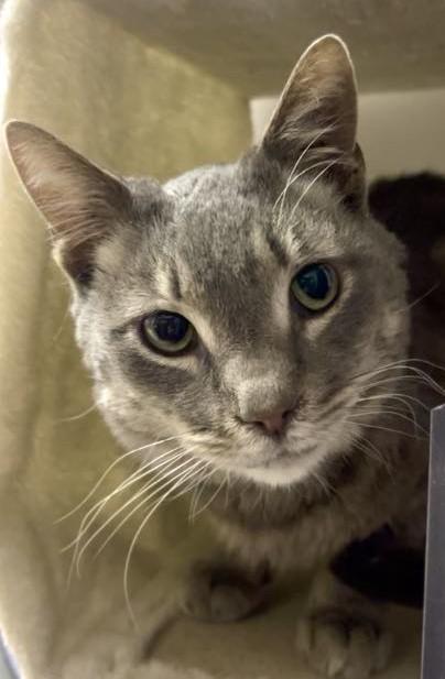 Enlarge STITCH, a Adoptable mixed breed in Murrieta, CA image 5/6