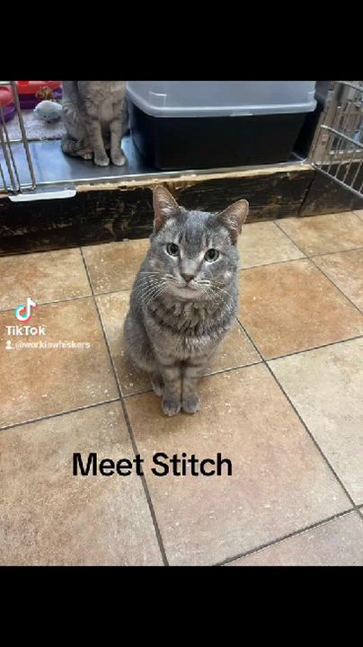Enlarge STITCH, a Adoptable mixed breed in Murrieta, CA video 2/6