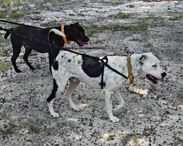Enlarge Blue, a ADOPTABLE mixed breed in Aiken, SC image 4/6