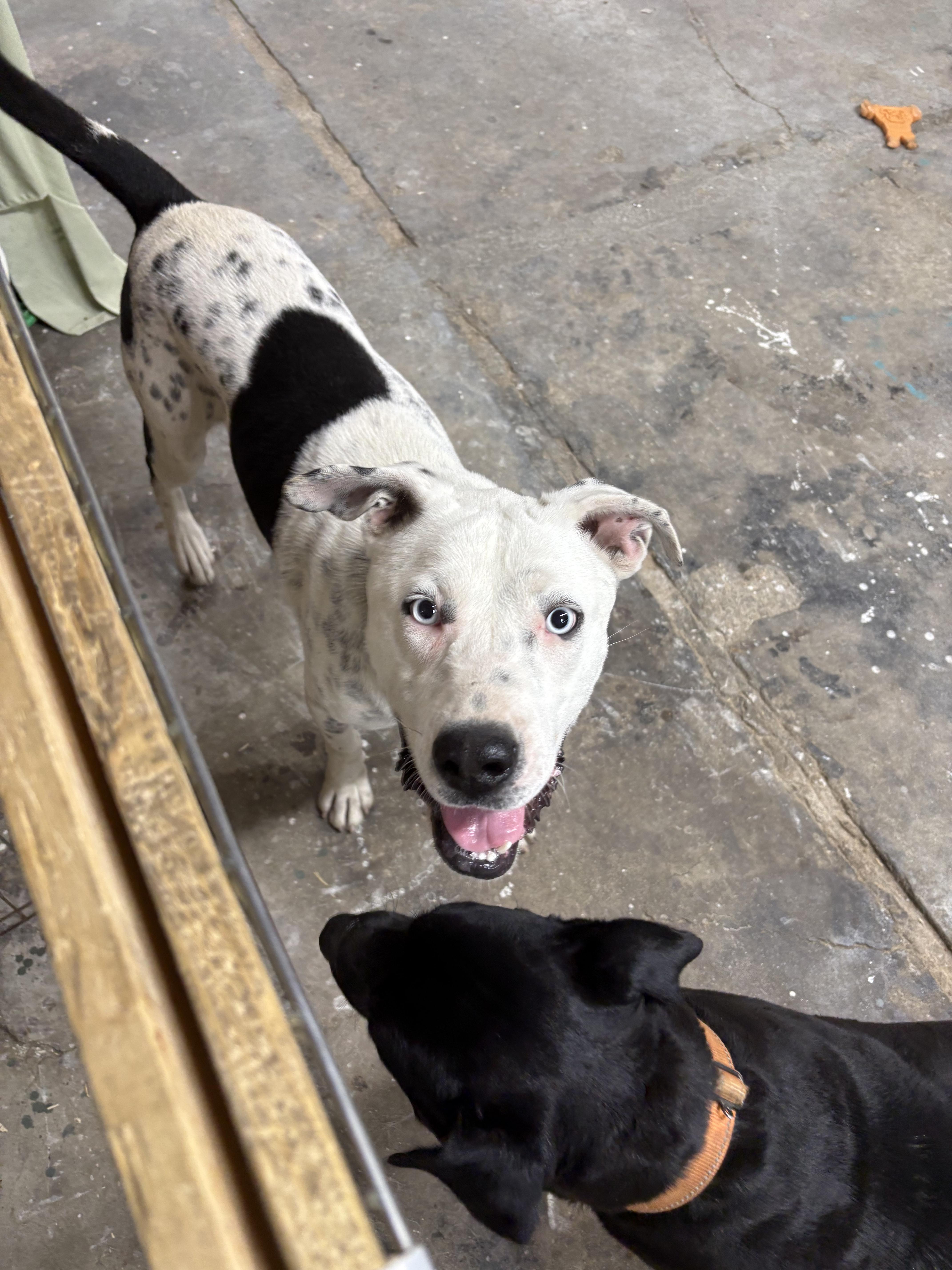Enlarge Blue, a ADOPTABLE mixed breed in Aiken, SC image 3/6