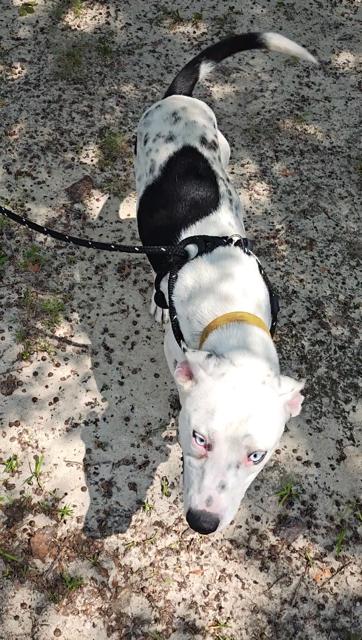 Enlarge Blue, a ADOPTABLE mixed breed in Aiken, SC image 5/6