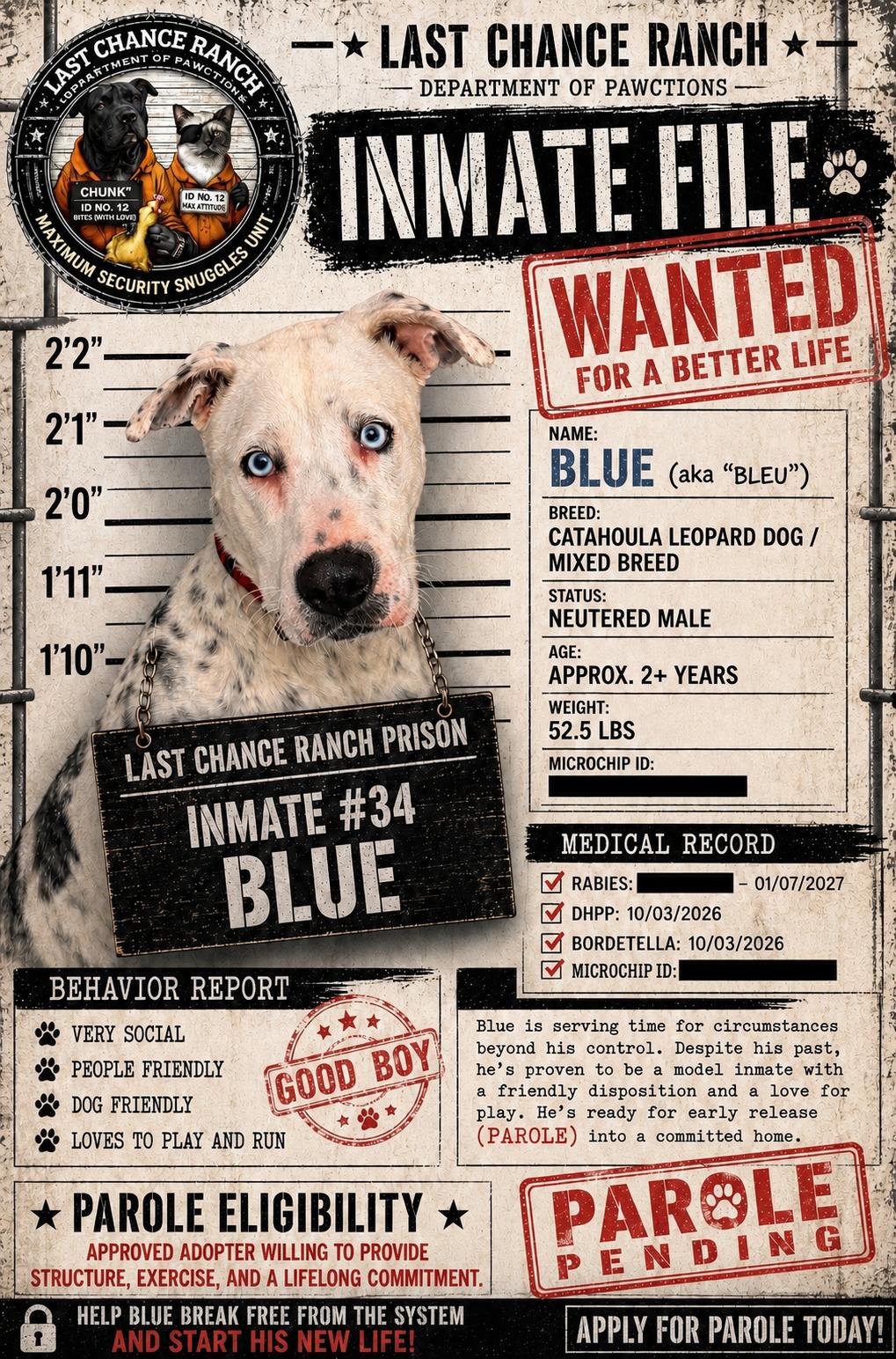 Enlarge Blue, a ADOPTABLE mixed breed in Aiken, SC image 1/6