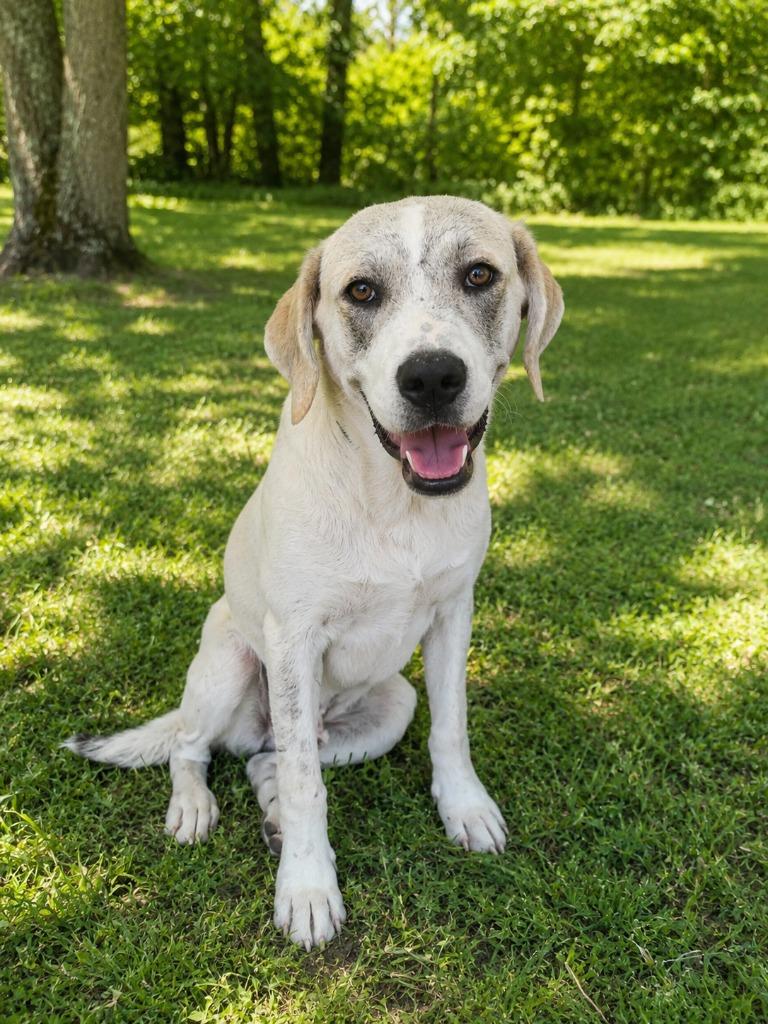 Riley, Adoptable, Puppy Male Mixed Breed.