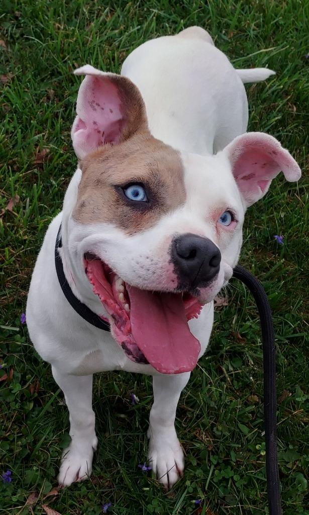 Shelby, a Adoptable Pit Bull Terrier in Saint Clairsville, OH image 1/2