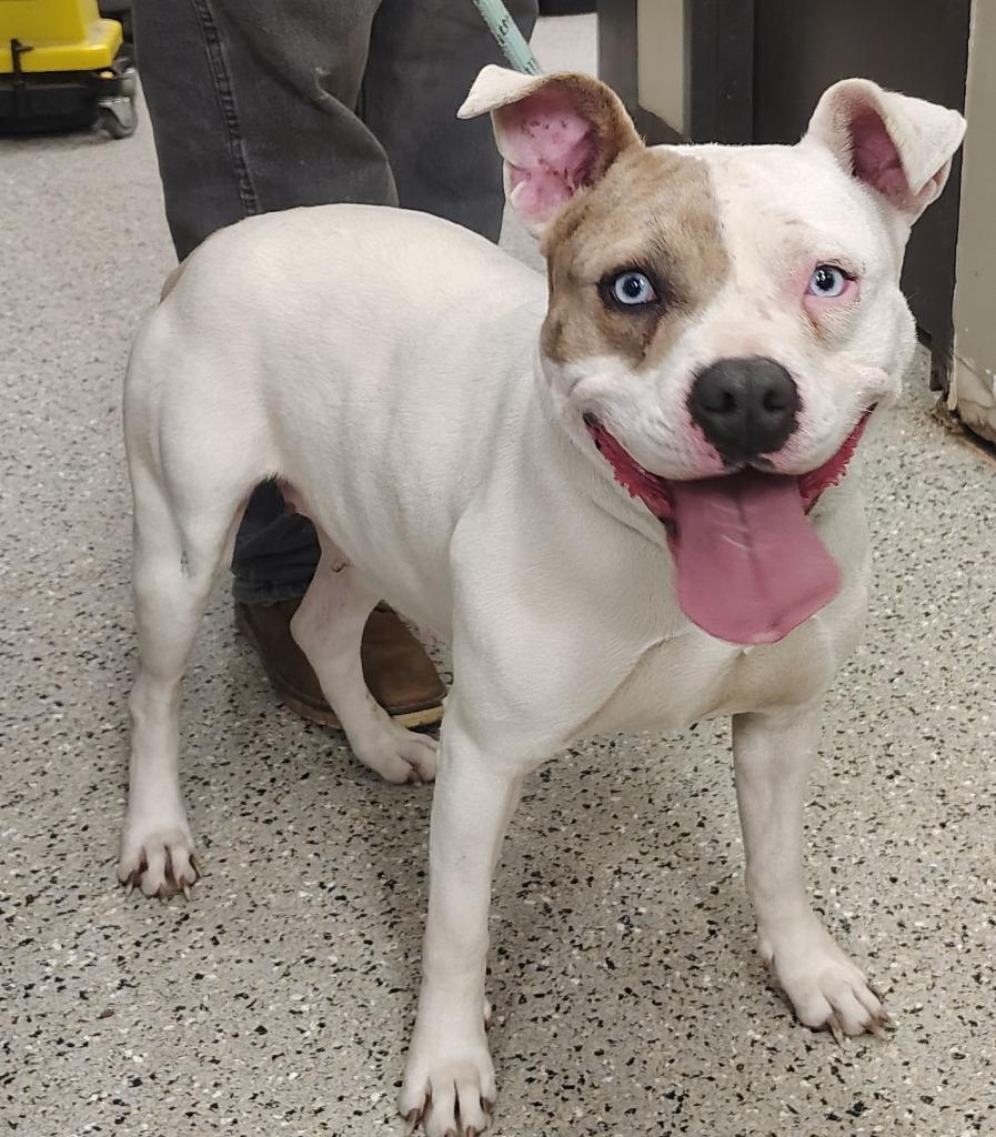 Shelby, a Adoptable Pit Bull Terrier in Saint Clairsville, OH image 2/2