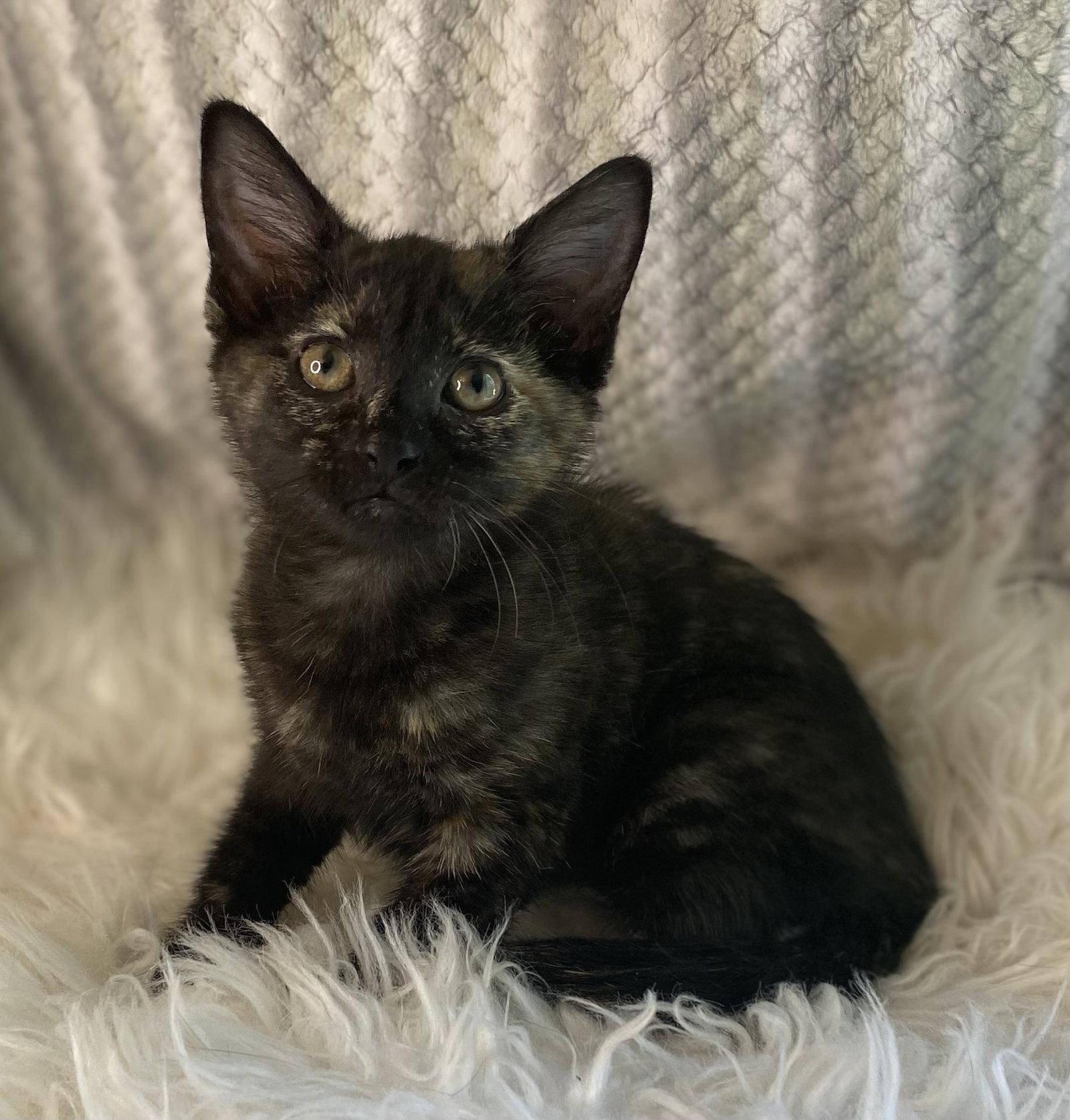 Jolie - SEE ME @ PETCO!, Adoptable, Kitten Female Domestic Short Hair & Tortoiseshell.