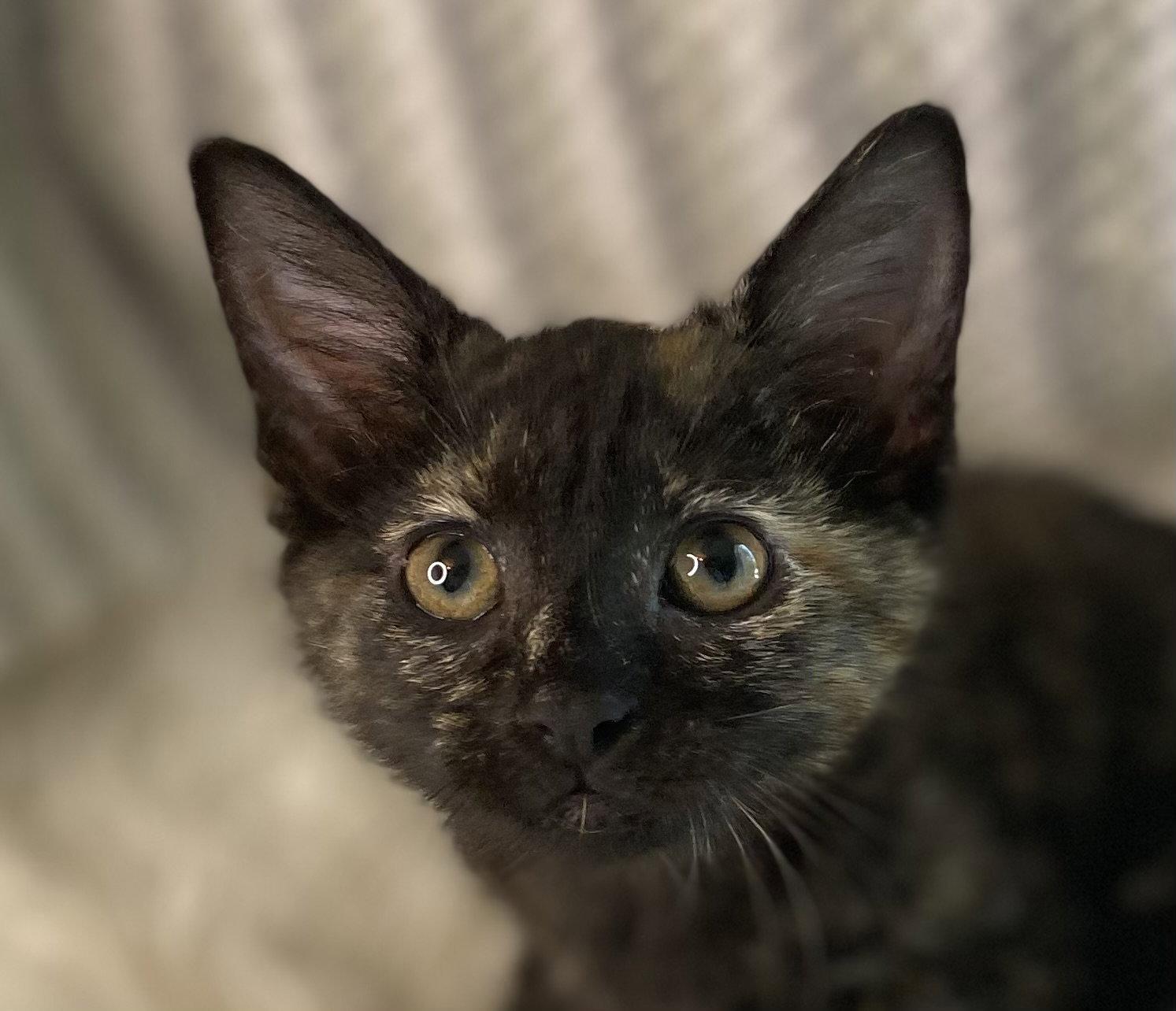Jolie - SEE ME @ PETCO!, a Adoptable mixed breed in Cookeville, TN image 2/3