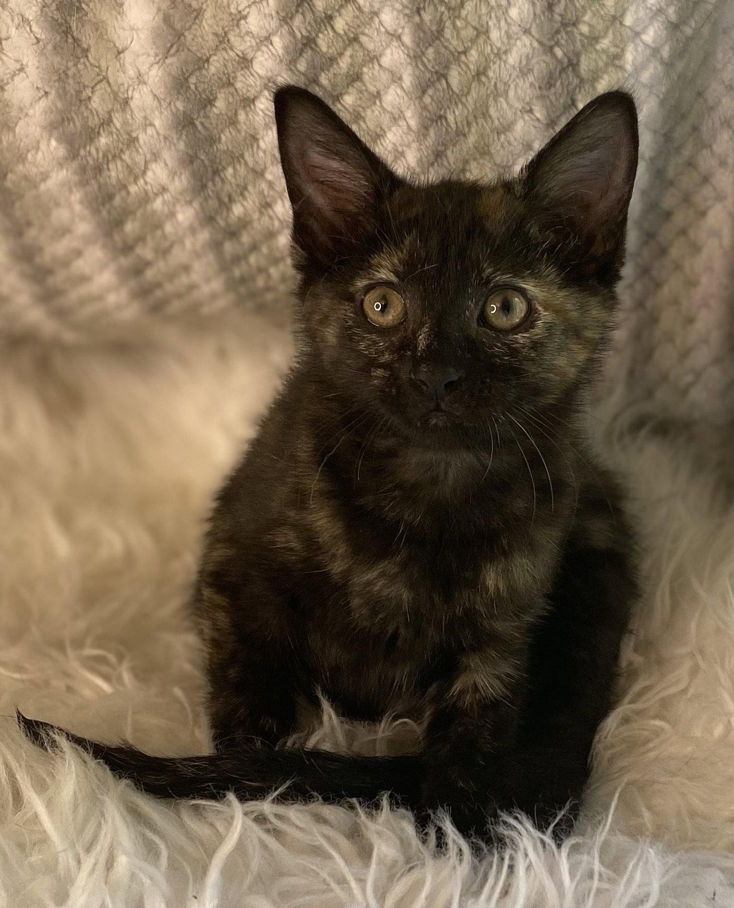 Jolie - SEE ME @ PETCO!, a Adoptable mixed breed in Cookeville, TN image 3/3