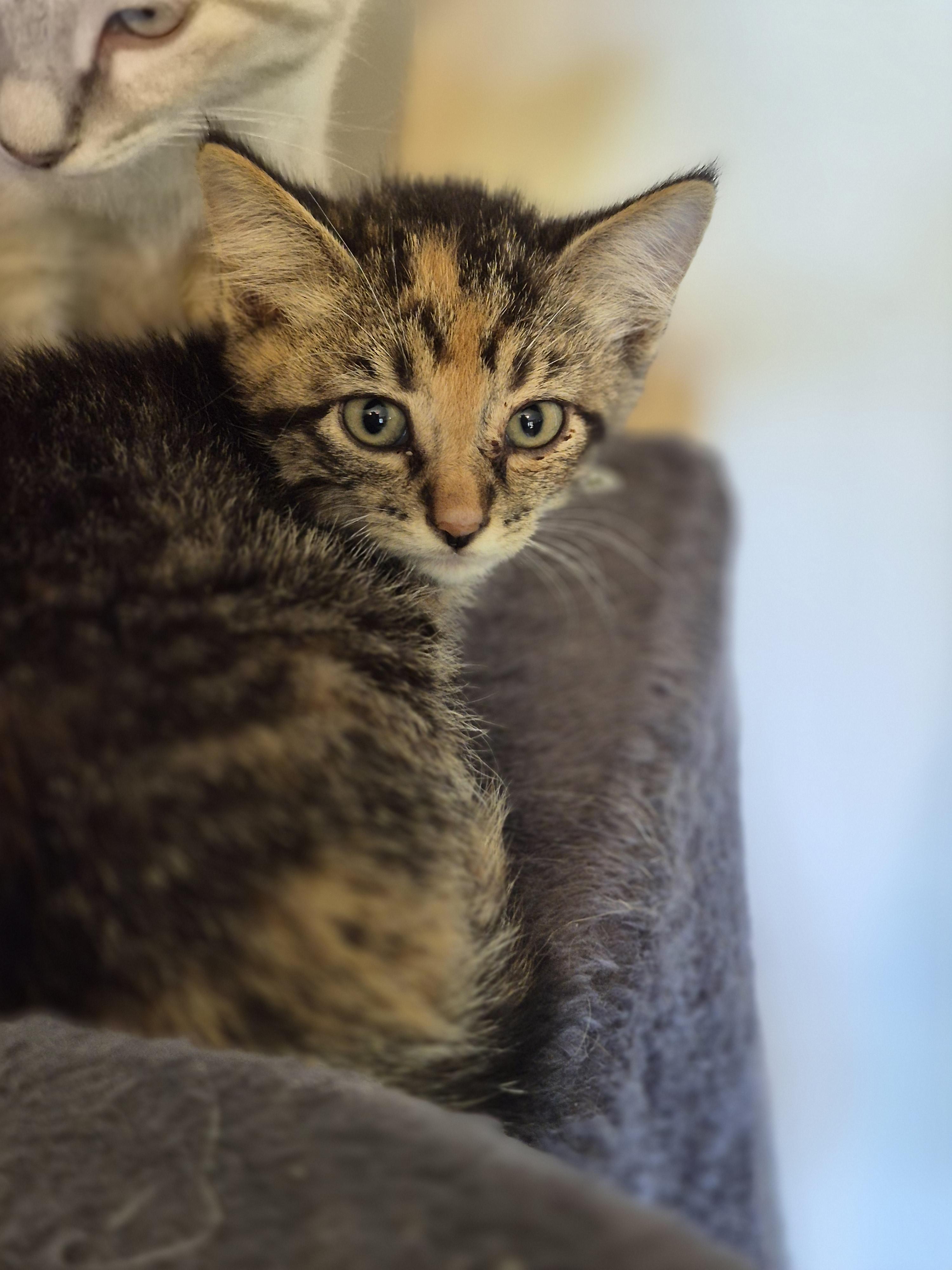 Enlarge Bubblez, a Adoptable mixed breed in Lynchburg, TN image 1/1