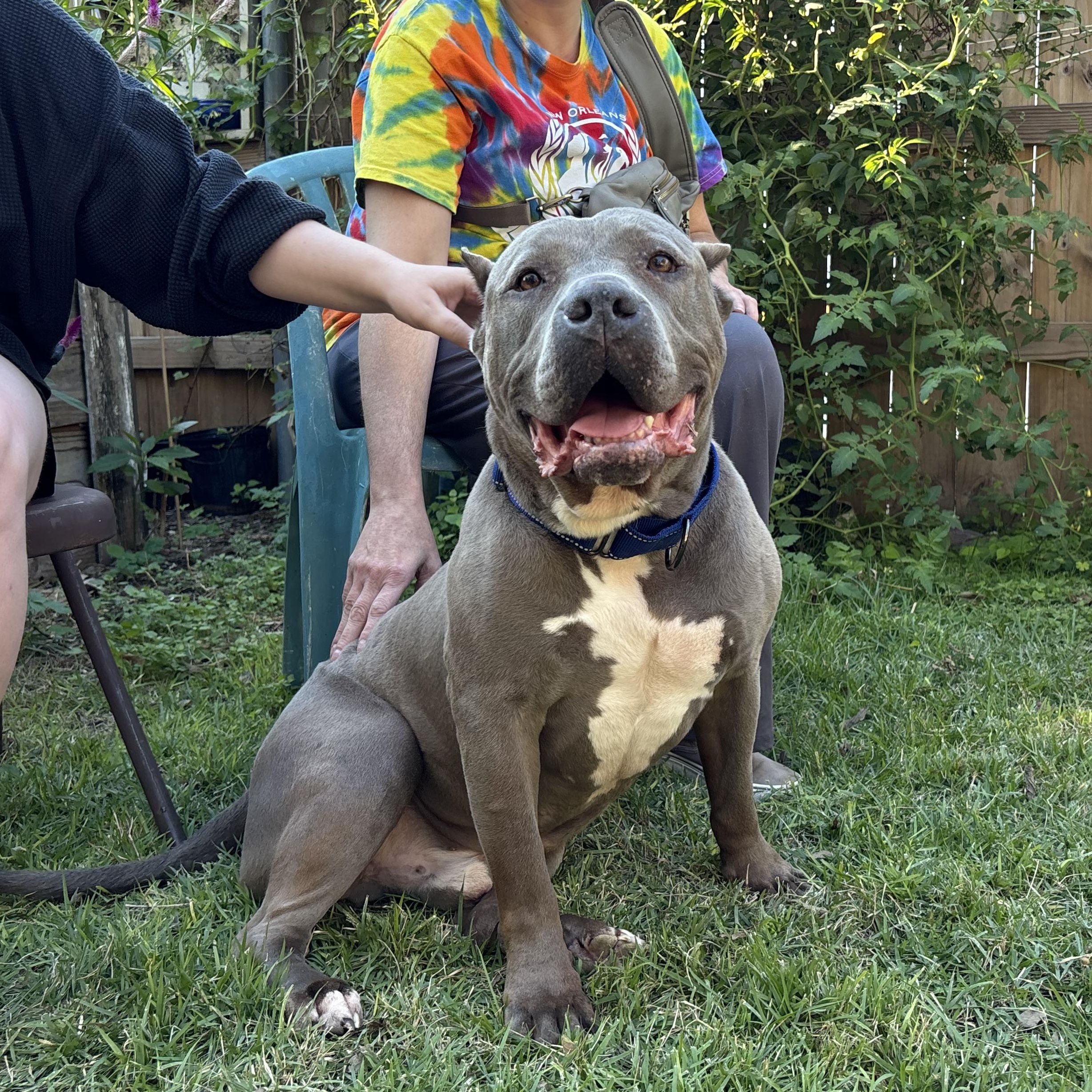 Enlarge Cobalt, a Adoptable mixed breed in New Orleans, LA image 1/6