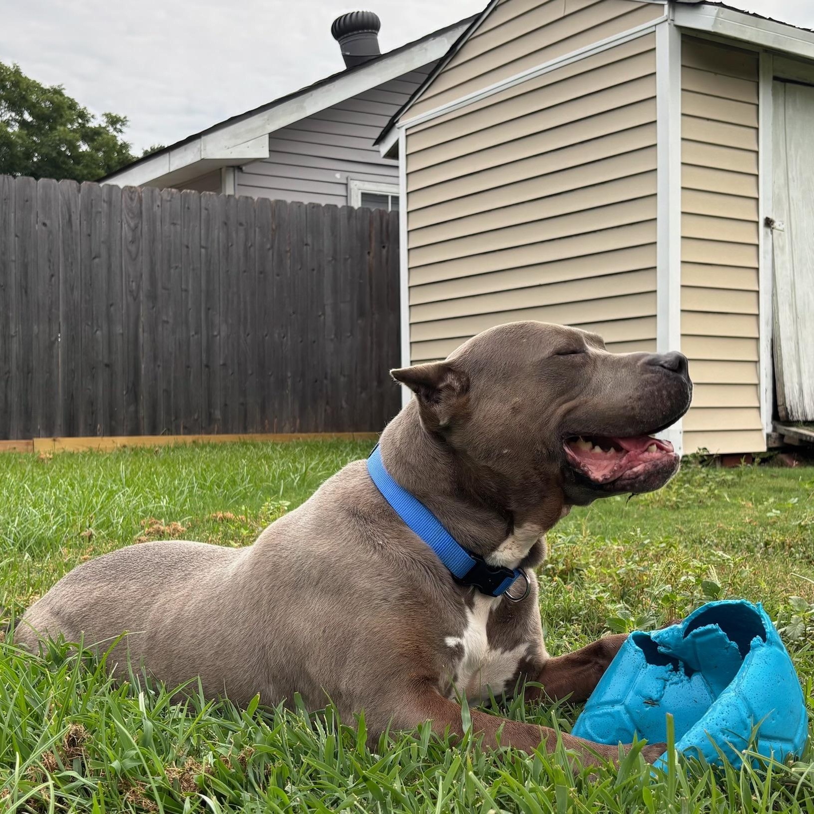 Enlarge Cobalt, a Adoptable mixed breed in New Orleans, LA image 5/6