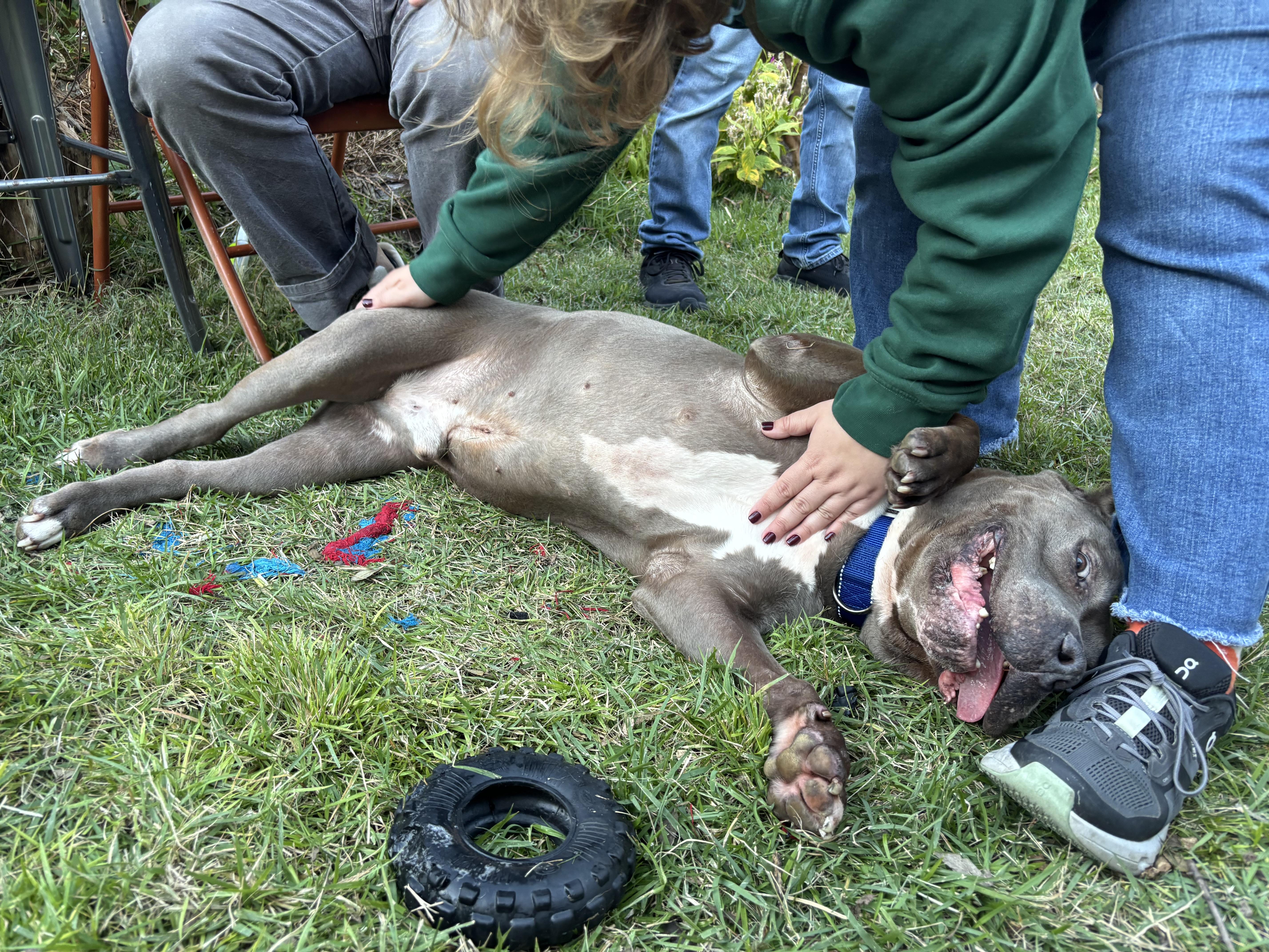 Enlarge Cobalt, a Adoptable mixed breed in New Orleans, LA image 6/6
