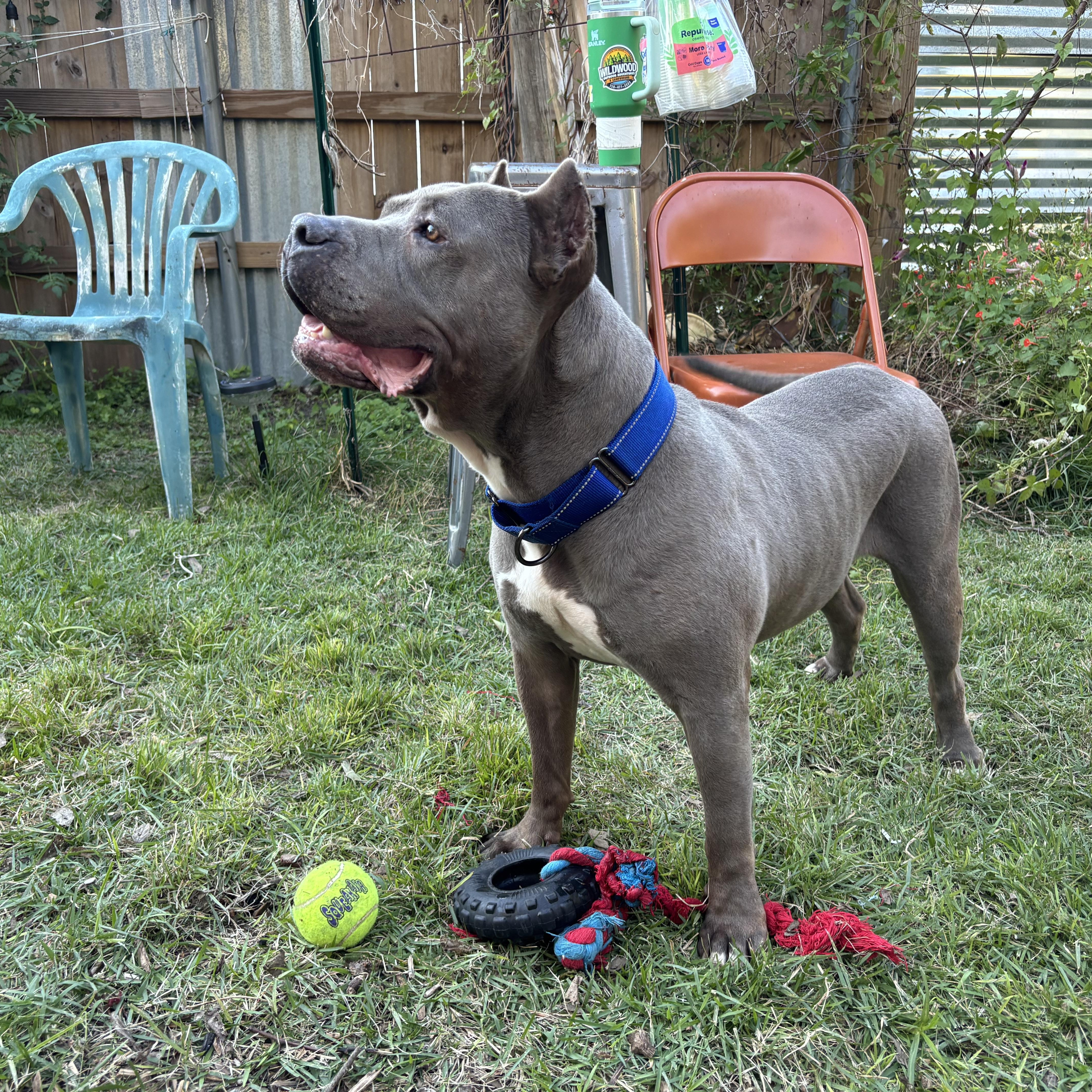Enlarge Cobalt, a Adoptable mixed breed in New Orleans, LA image 2/6