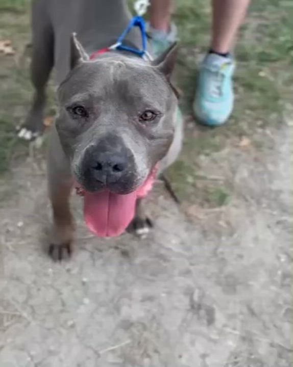Enlarge Cobalt, a Adoptable mixed breed in New Orleans, LA video 4/6