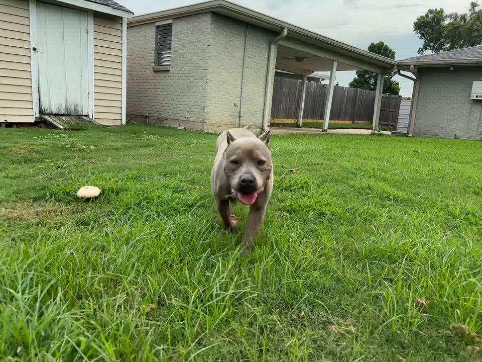 Enlarge Cobalt, a Adoptable mixed breed in New Orleans, LA video 3/6