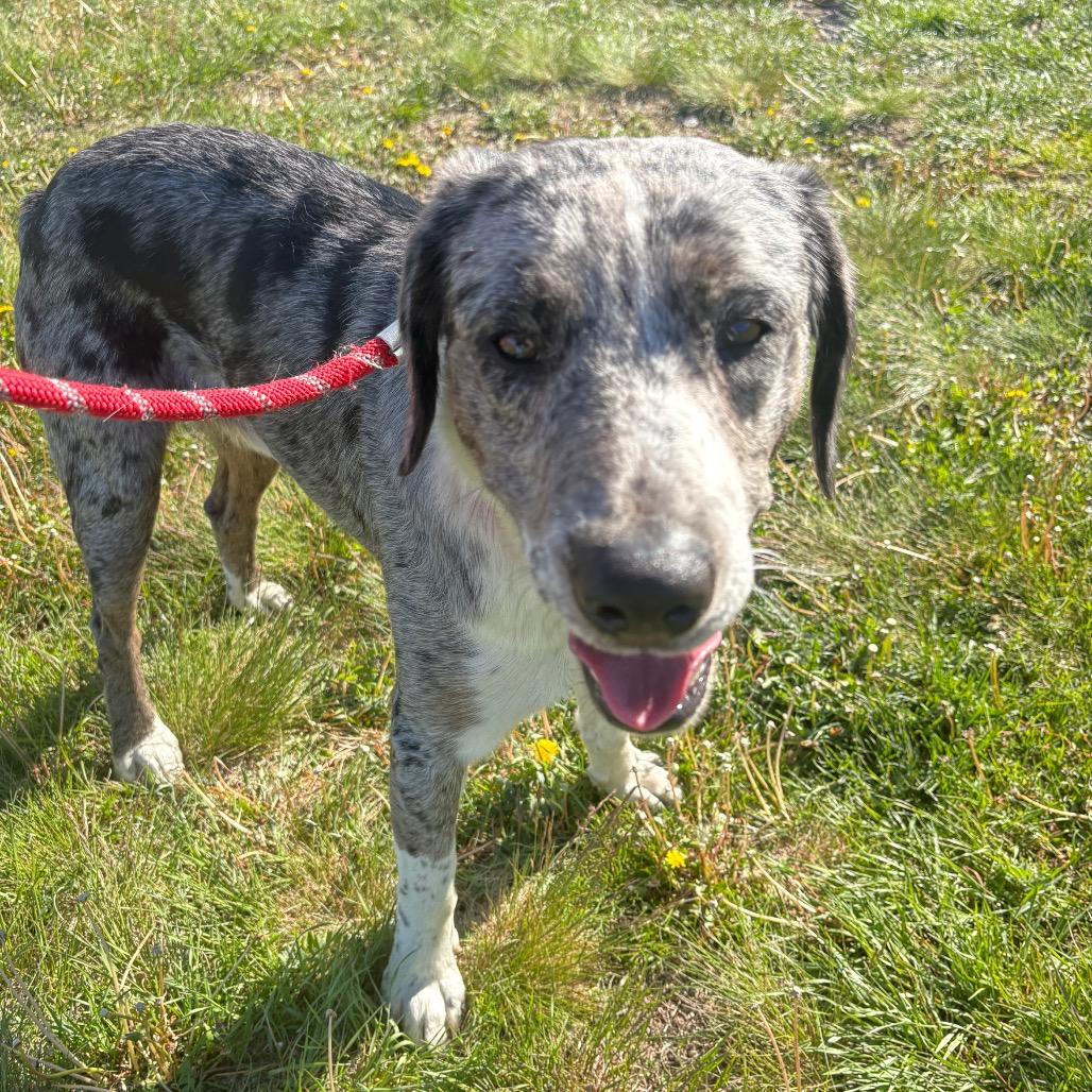 Enlarge Slinky, a Adoptable Mixed Breed in Cheyenne, WY image 1/1