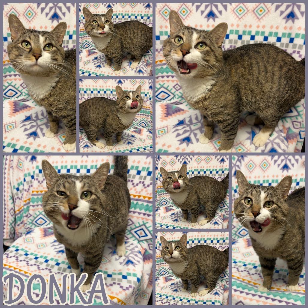 Donka - Bonded with Matzo, Adoptable, Young Male Domestic Short Hair.