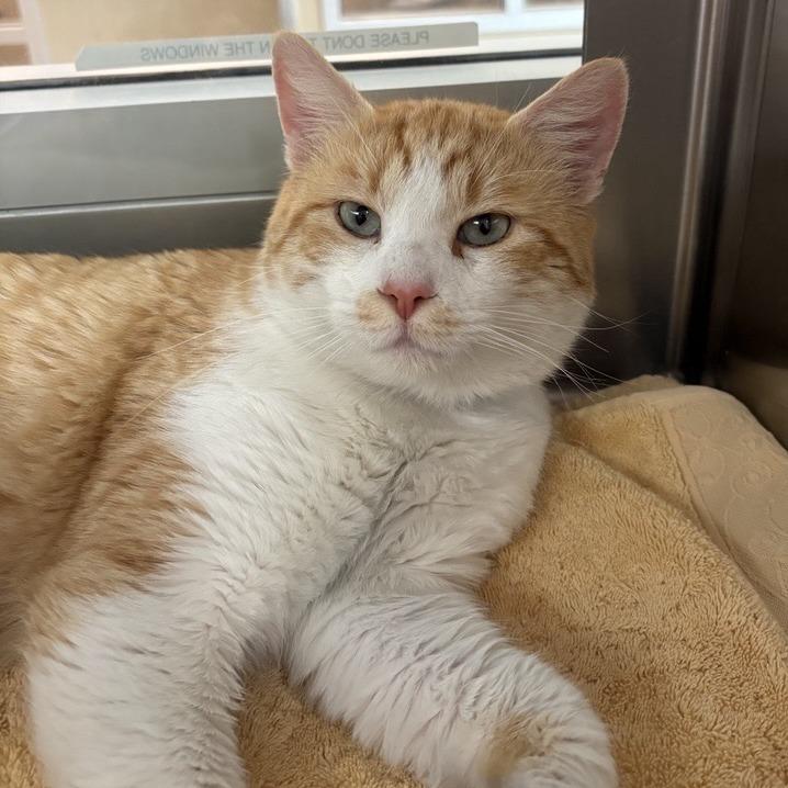 Cannoli, Adoptable, Adult Male Domestic Short Hair.