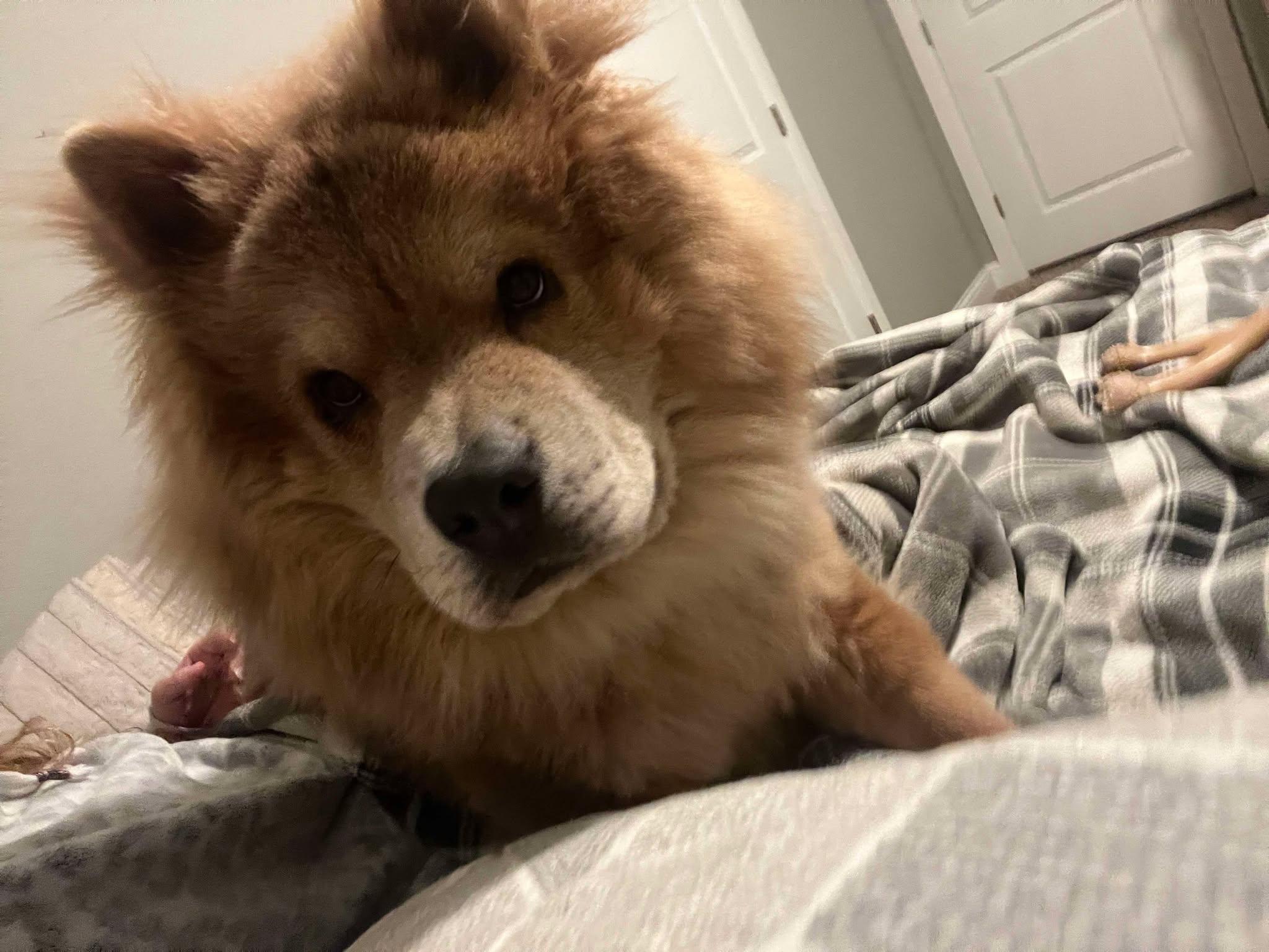 Pedro Pascal, a Adoptable Chow Chow in Northglenn, CO image 4/5