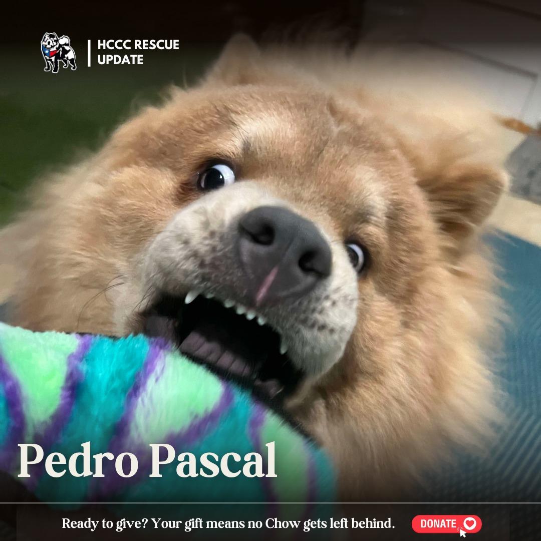 Pedro Pascal, a Adoptable Chow Chow in Northglenn, CO image 2/5