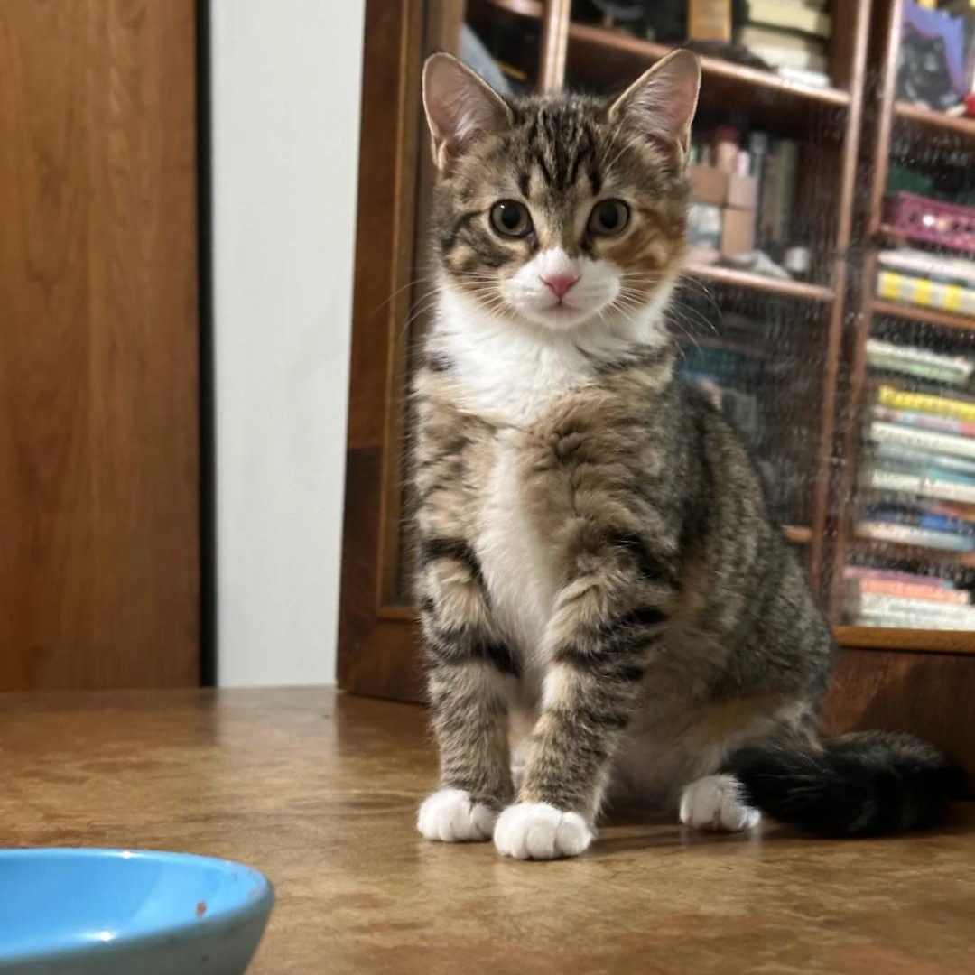 Chia — thumbnail 2