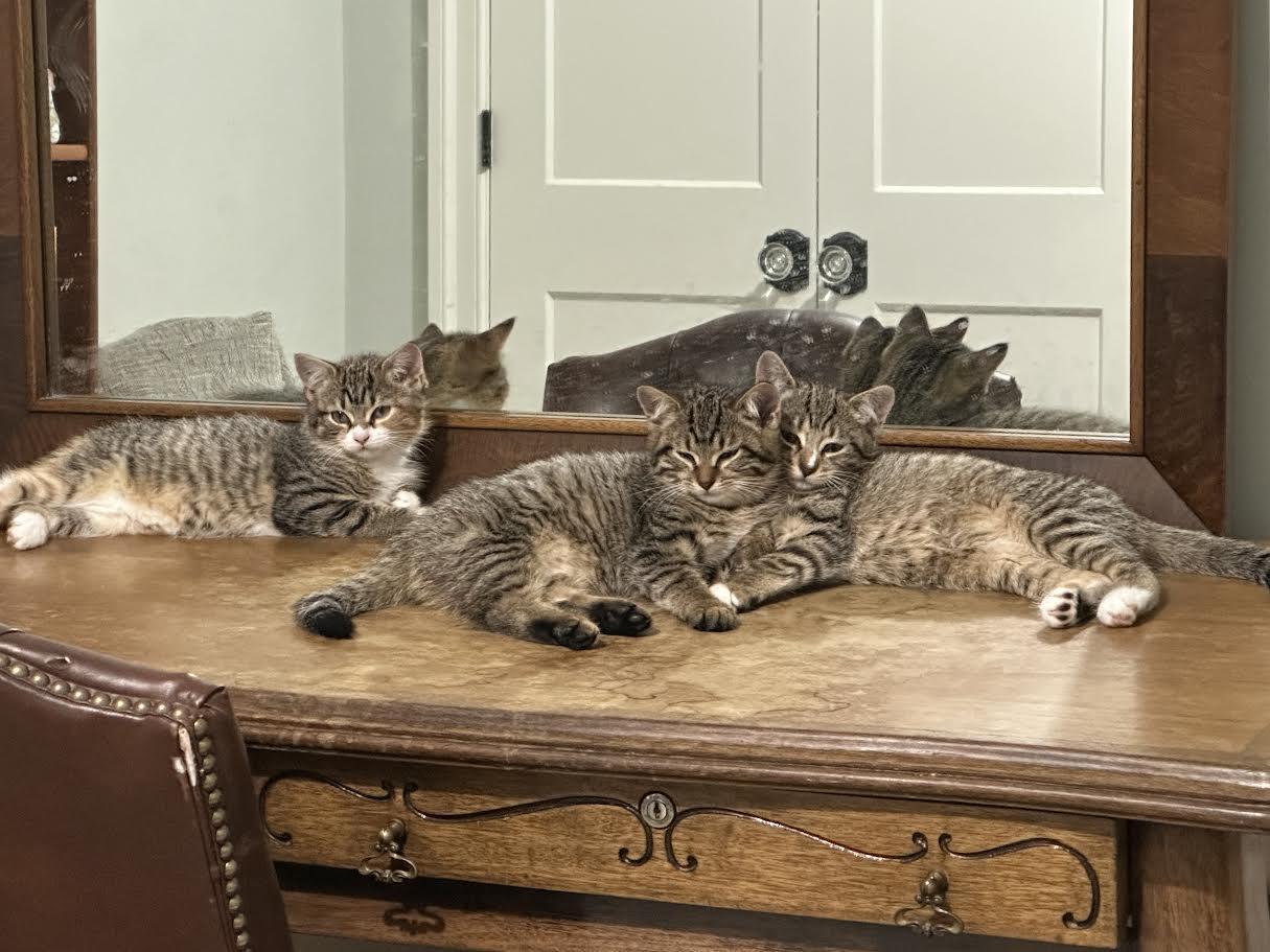 Chia — thumbnail 3