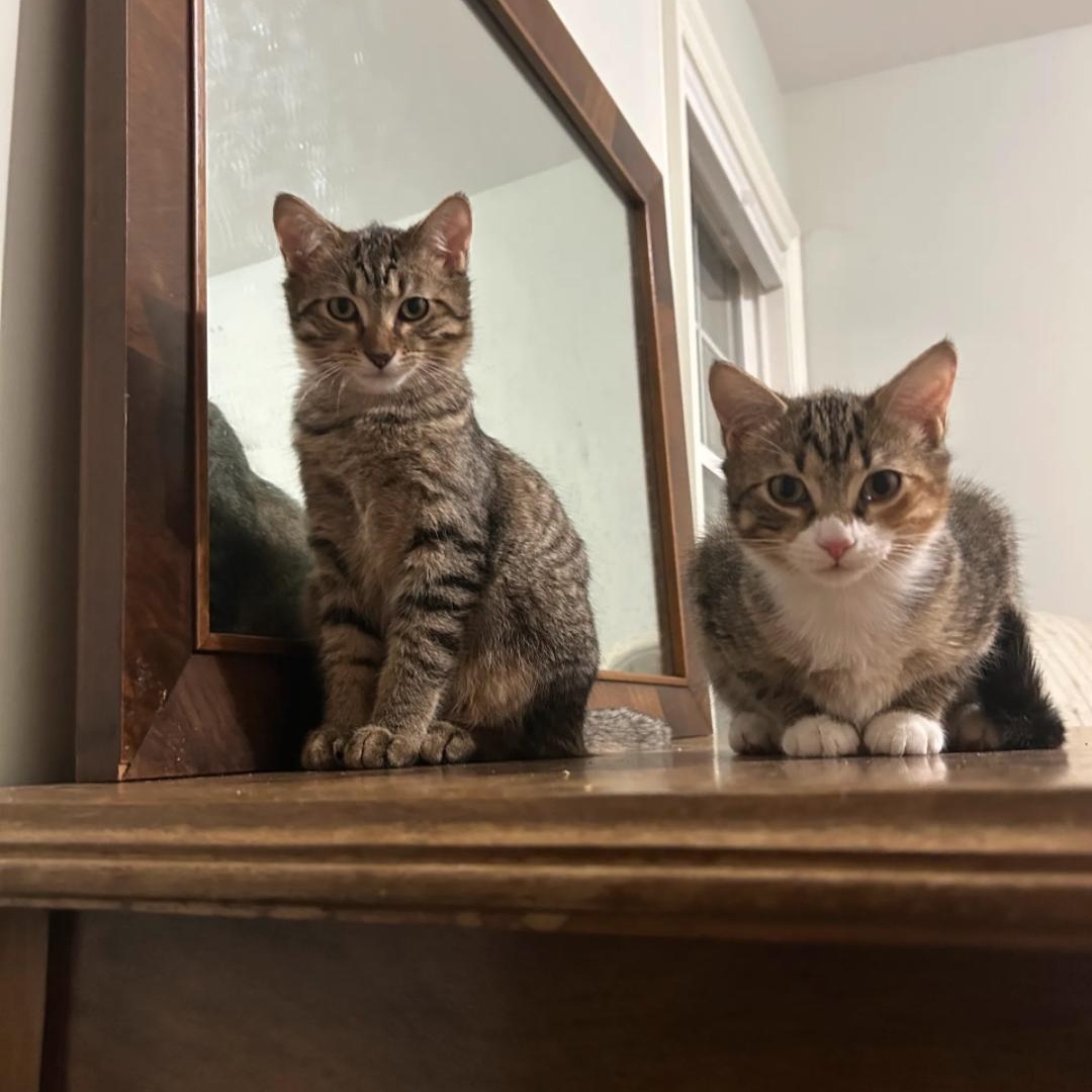 Chia — thumbnail 5