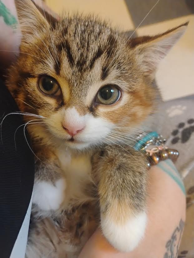 Chia — thumbnail 6