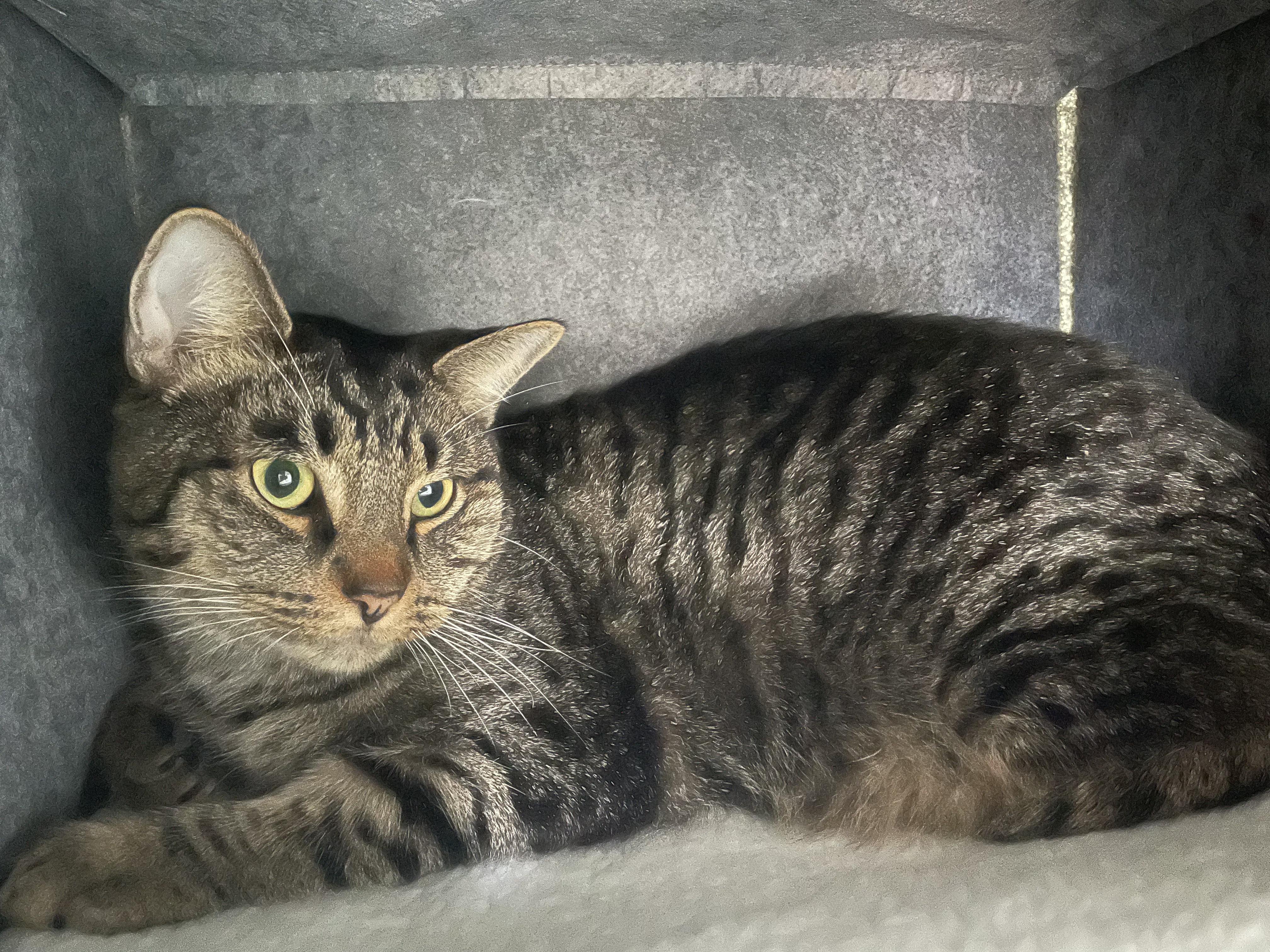 Edward, Adoptable, Adult Male Domestic Short Hair.