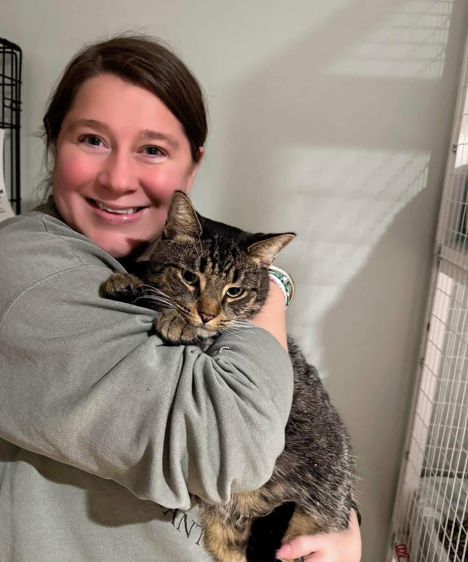 Edward, Adoptable, Adult Male Domestic Short Hair.