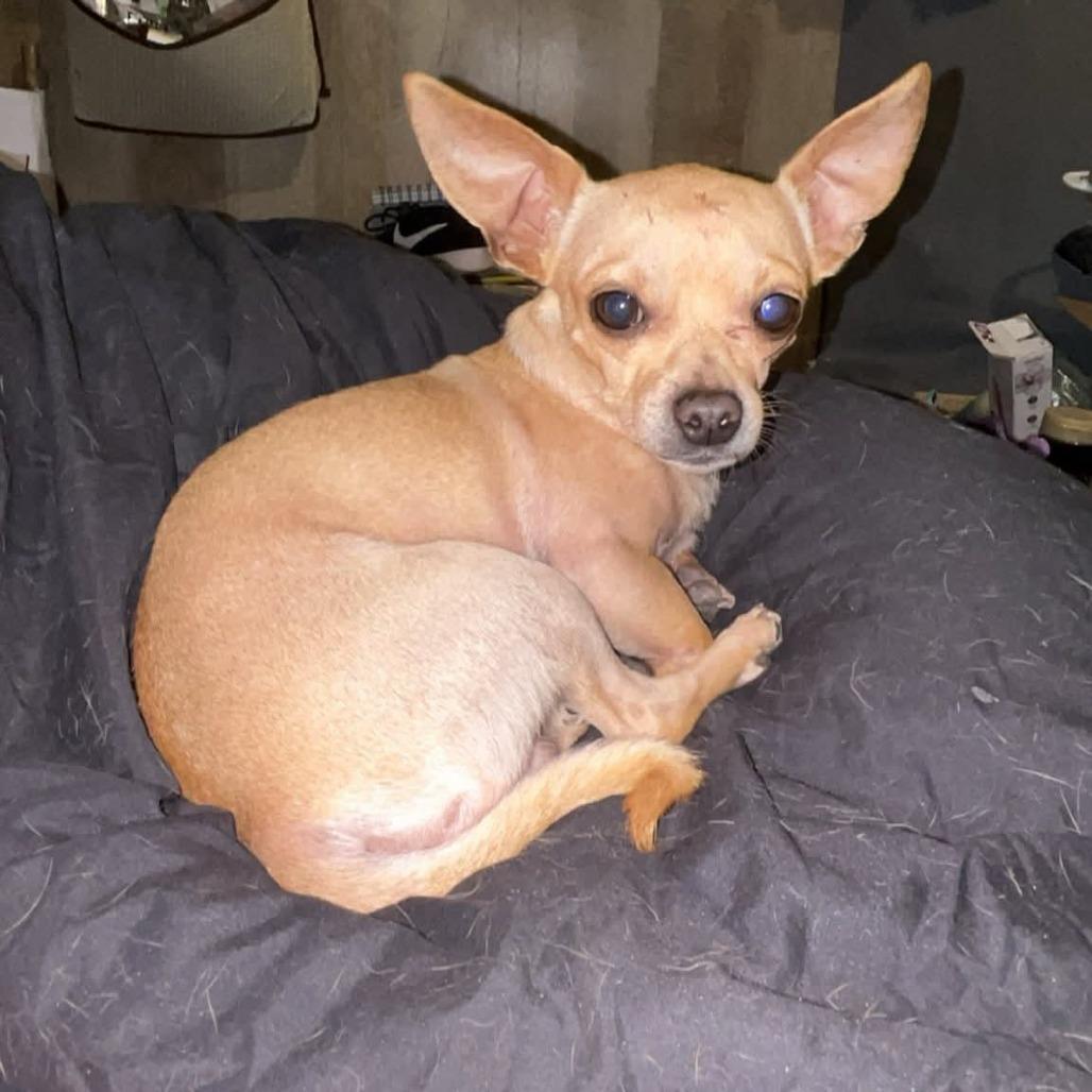 Enlarge June June - Jayden Wright, a Adoptable Chihuahua in West Plains, MO image 1/1