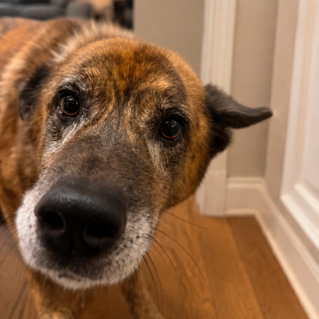 Enlarge Dingo(Foster for the Heat), a Adoptable Mixed Breed in Columbiana, AL image 1/5