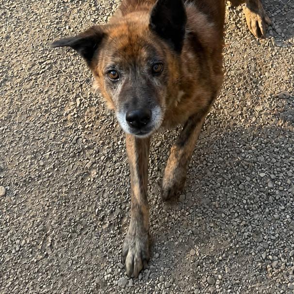 Enlarge Dingo(Foster for the Heat), a Adoptable Mixed Breed in Columbiana, AL image 2/5