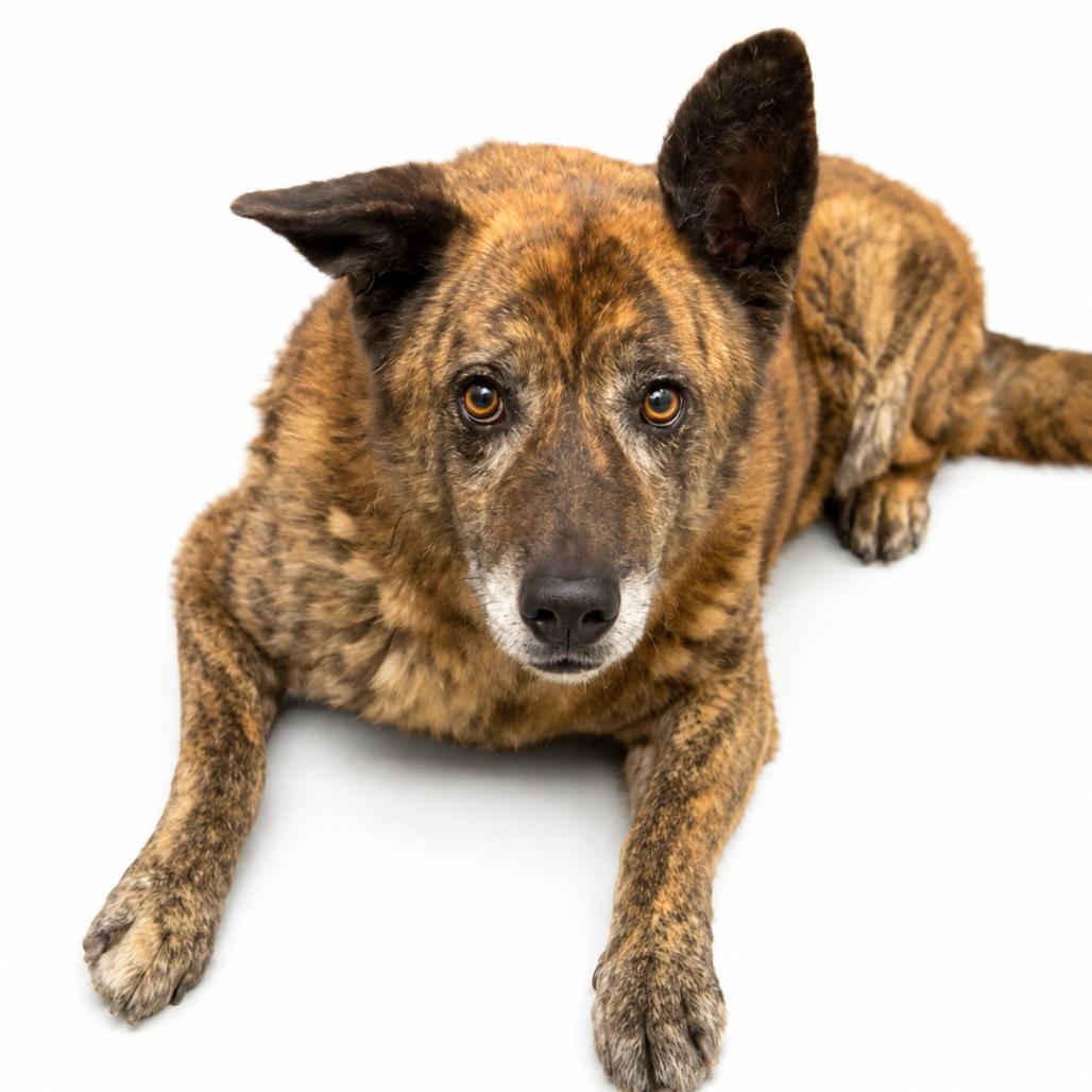 Enlarge Dingo(Foster for the Heat), a Adoptable Mixed Breed in Columbiana, AL image 3/5
