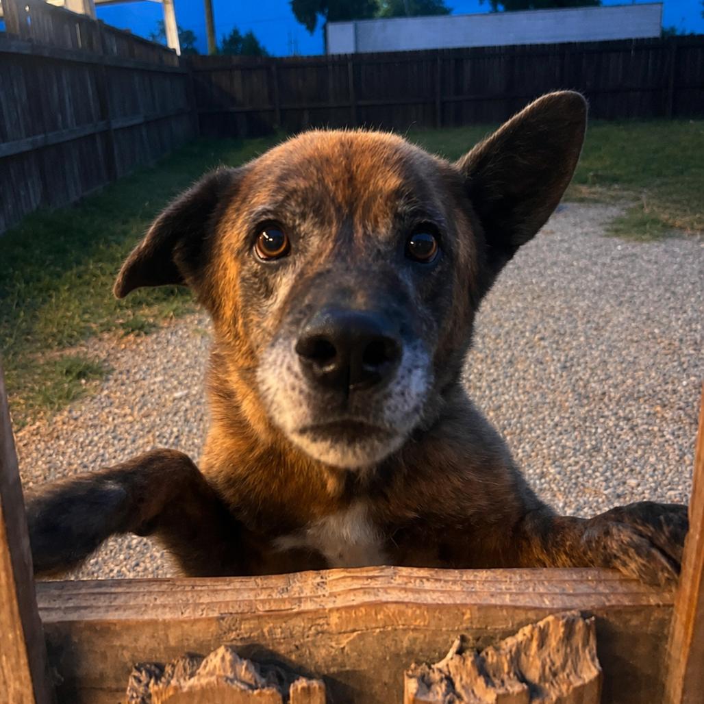 Enlarge Dingo(Foster for the Heat), a Adoptable Mixed Breed in Columbiana, AL image 4/5
