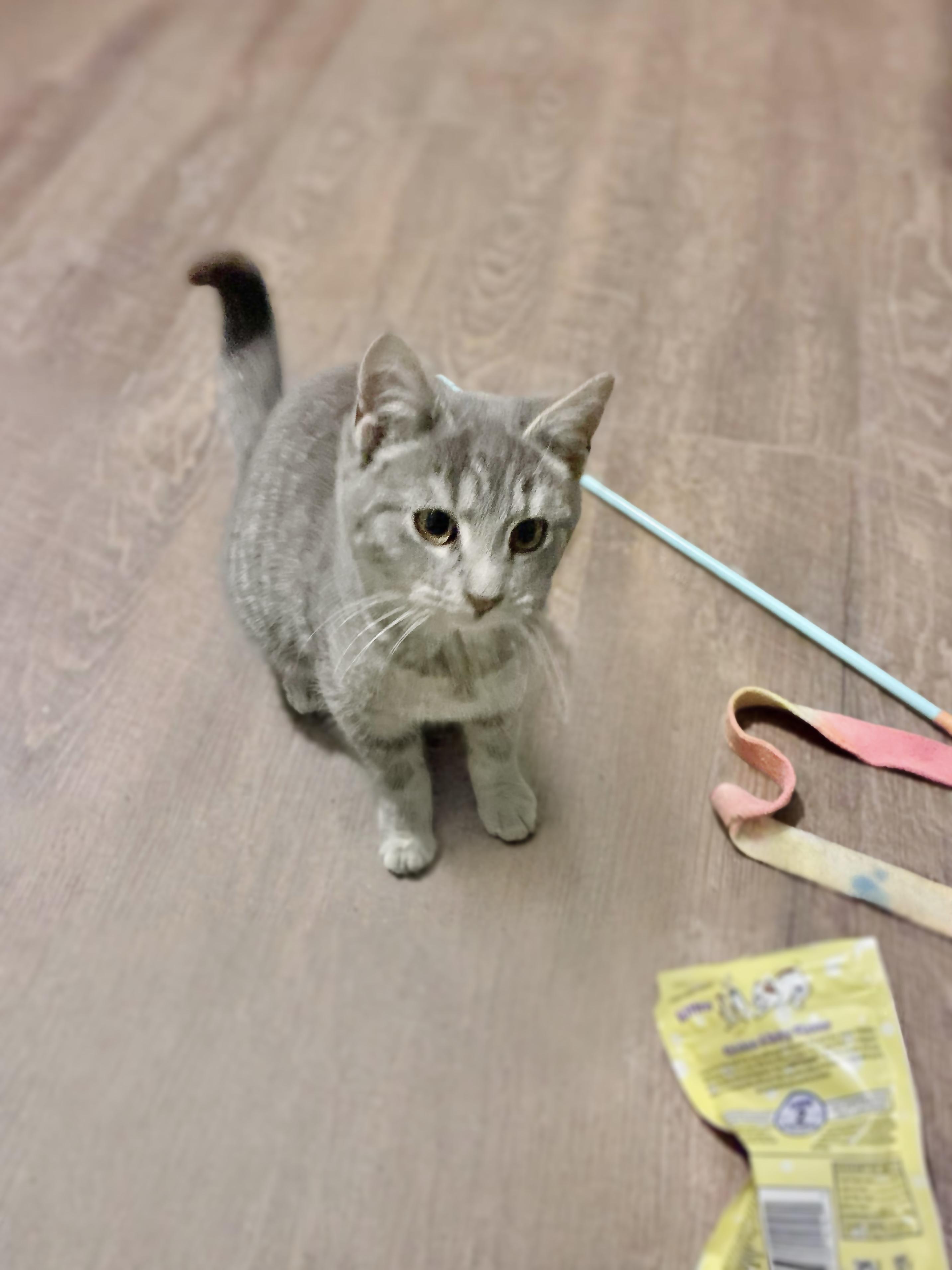 Enlarge Beau, an adopted Domestic Short Hair in Reading, PA image 1/1