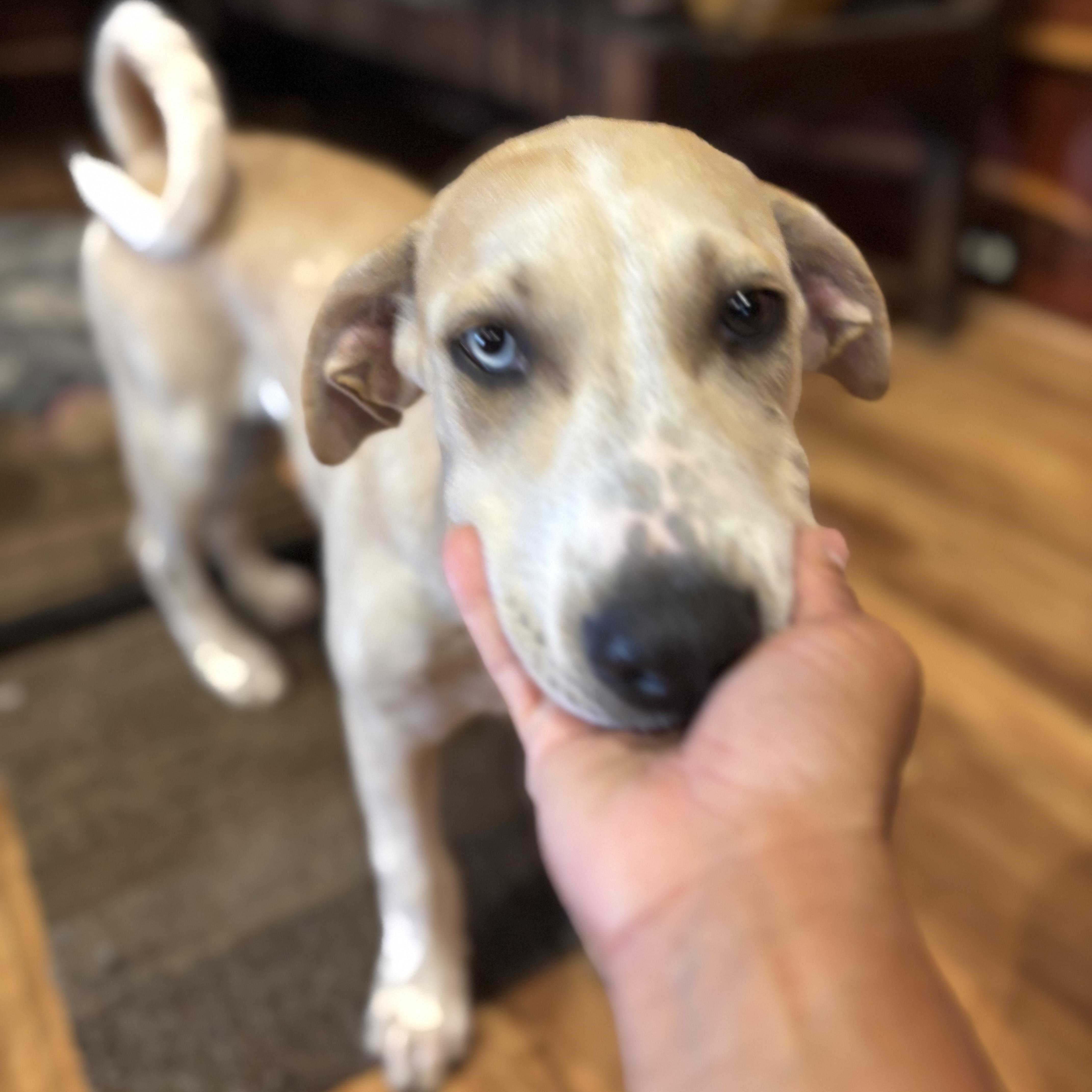 Enlarge Roca, a Adoptable mixed breed in Dallas, TX image 4/6