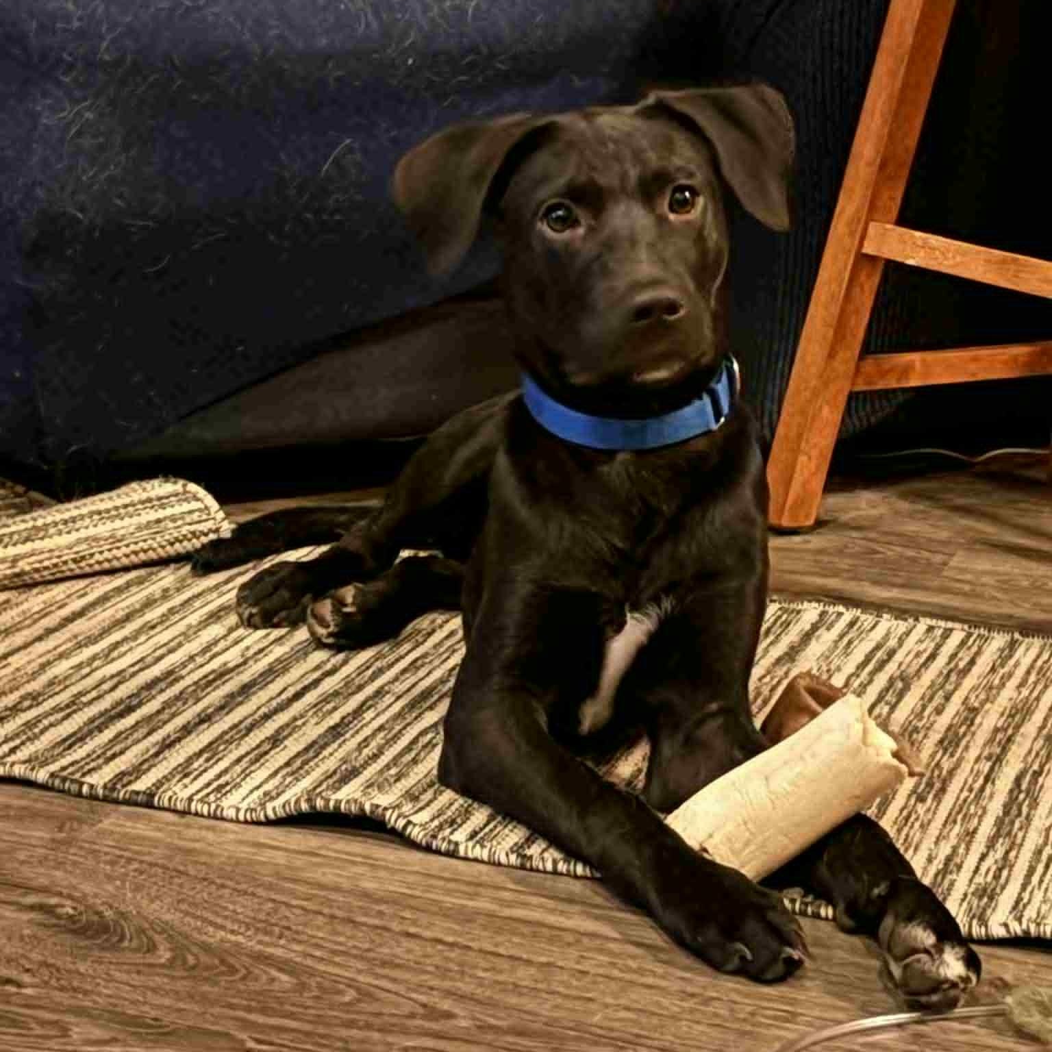 Enlarge Victor, a Adoptable mixed breed in Danbury, CT image 2/6