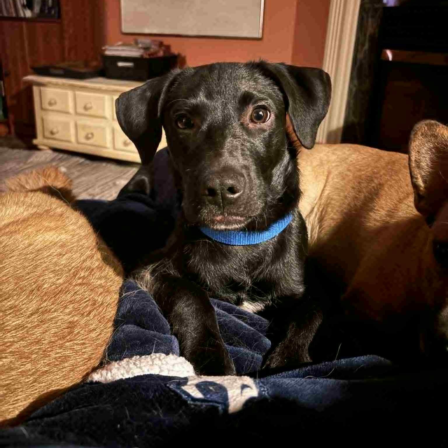 Enlarge Victor, a Adoptable mixed breed in Danbury, CT image 4/6