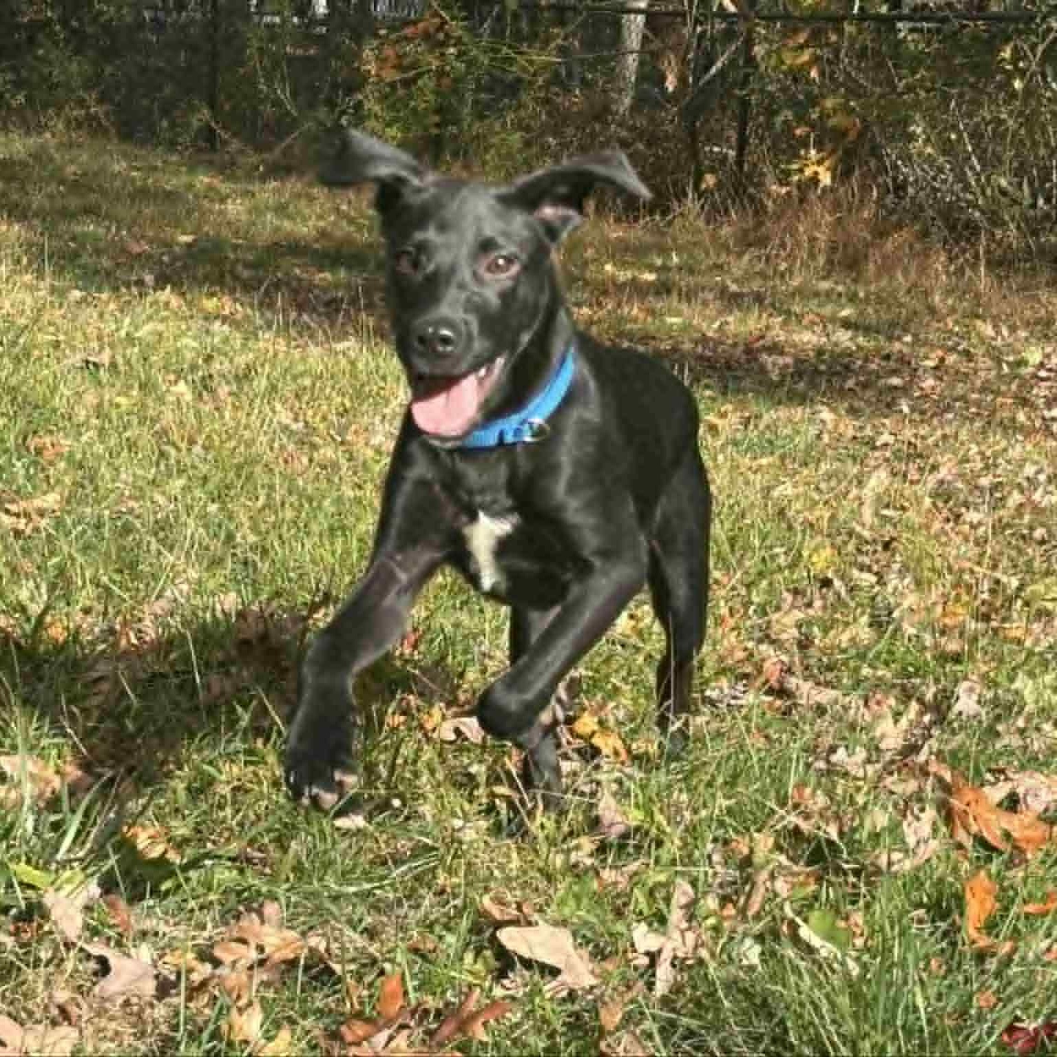 Enlarge Victor, a Adoptable mixed breed in Danbury, CT image 5/6