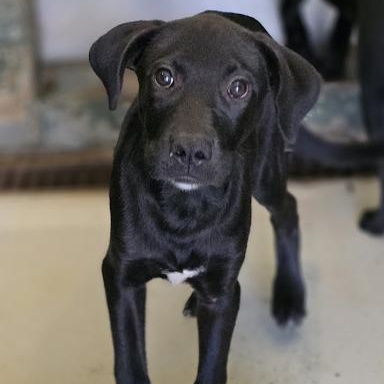 Enlarge Victor, a Adoptable mixed breed in Danbury, CT image 1/6