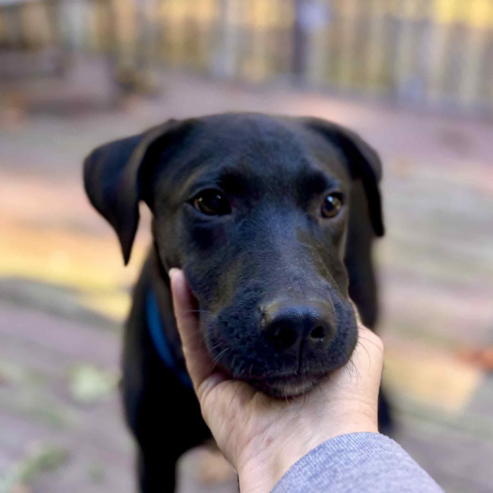 Enlarge Victor, a Adoptable mixed breed in Danbury, CT image 6/6