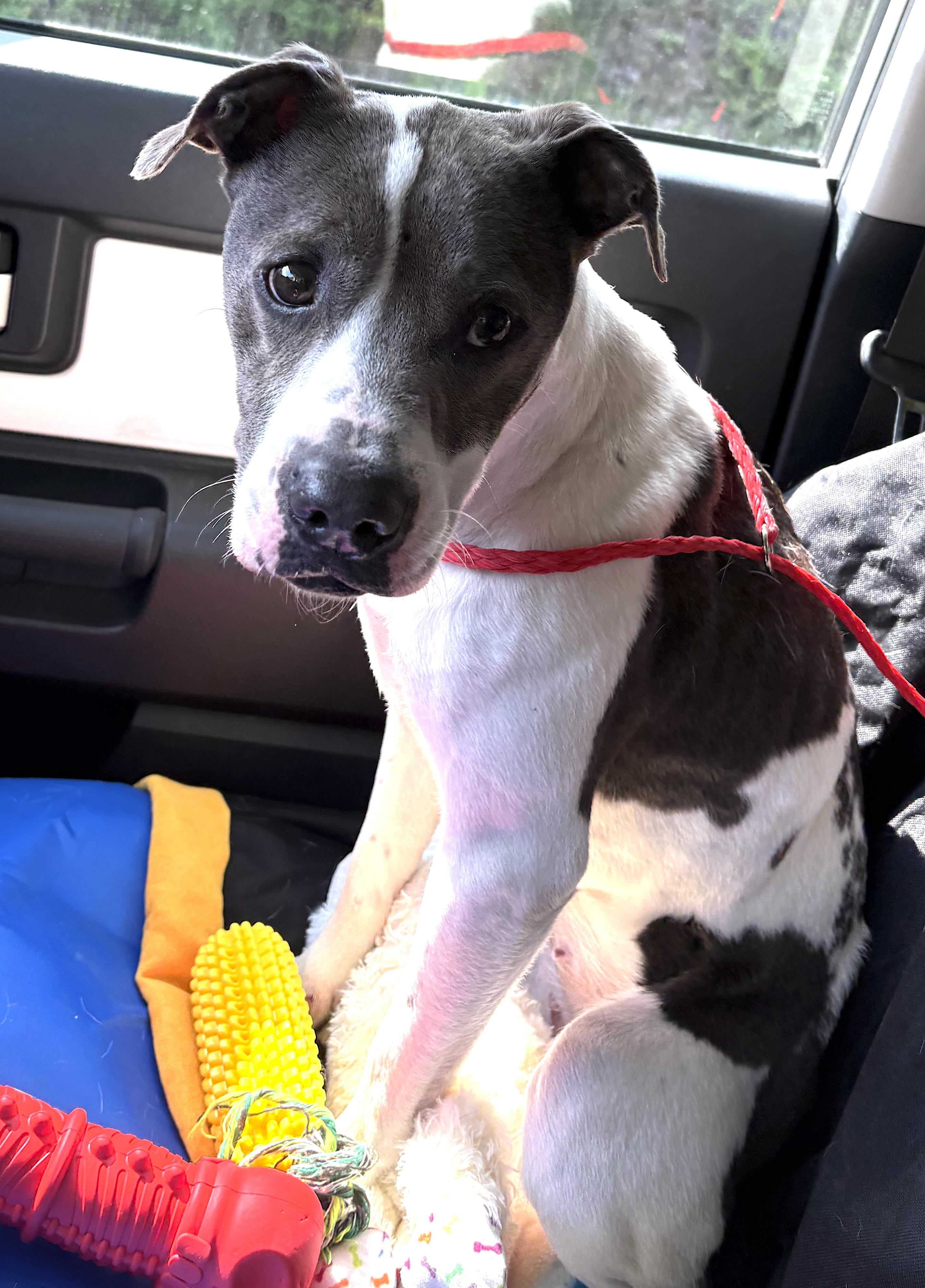 Enlarge Sasha, a Adoptable mixed breed in Mount Airy, NC image 1/4
