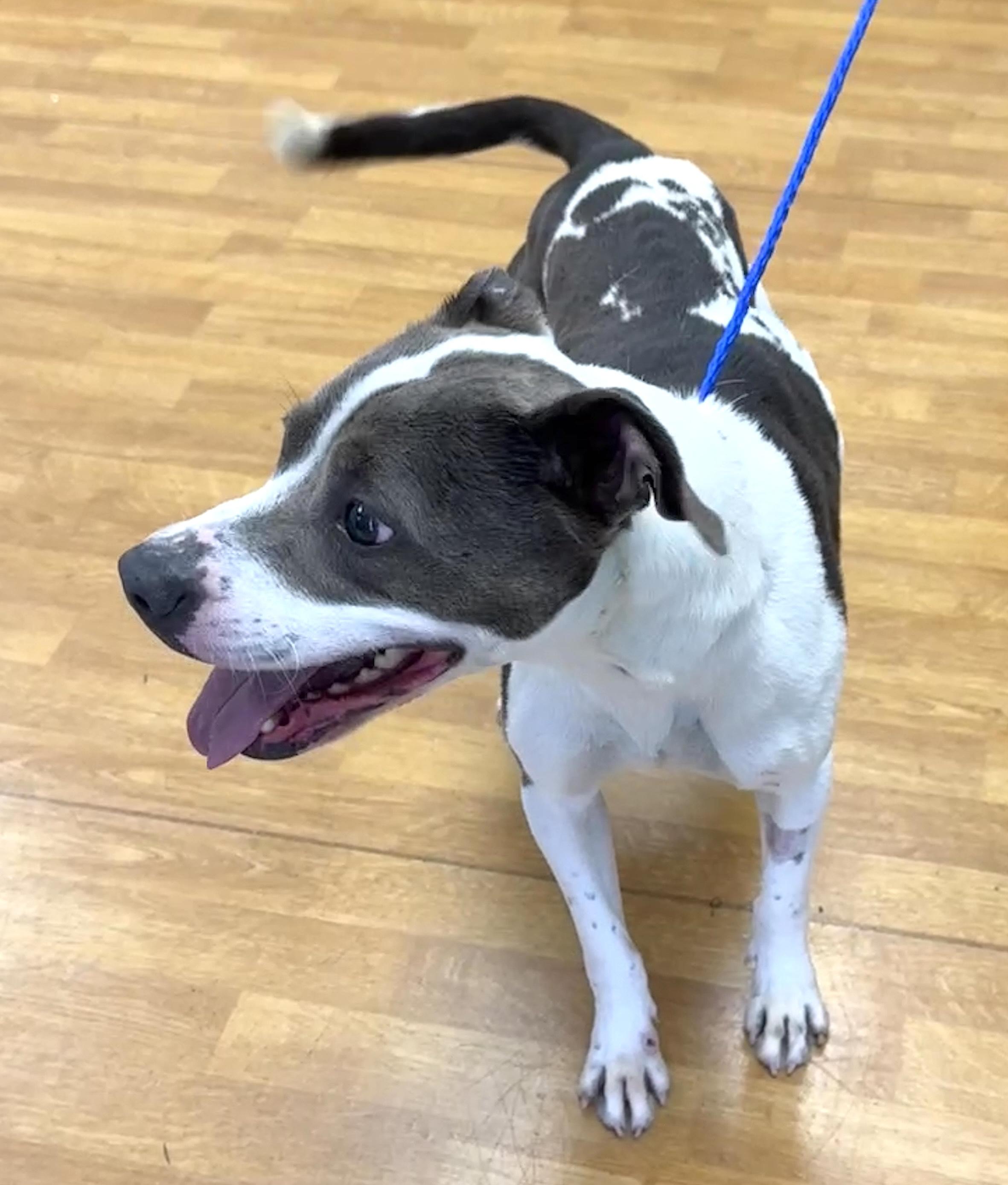 Enlarge Sasha, a Adoptable mixed breed in Mount Airy, NC image 4/4
