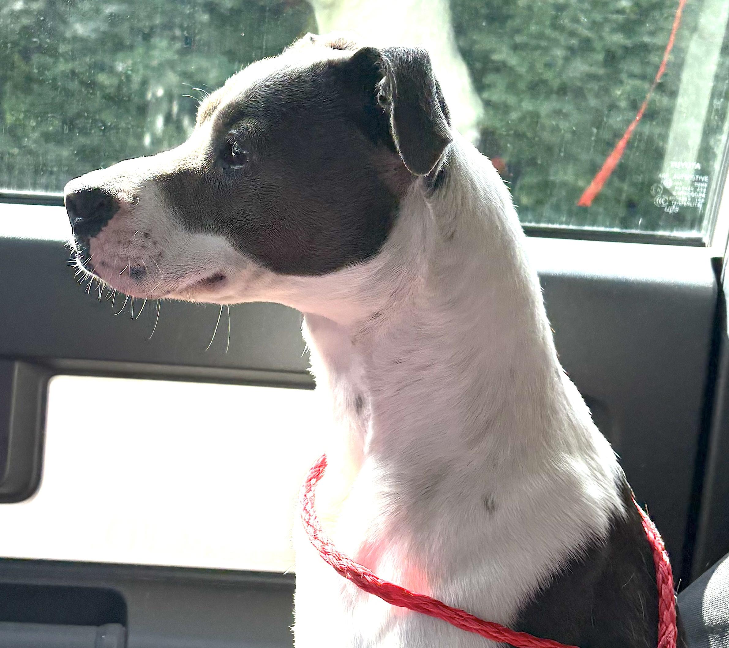 Enlarge Sasha, a Adoptable mixed breed in Mount Airy, NC image 3/4