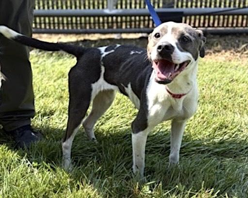 Enlarge Sasha, a Adoptable mixed breed in Mount Airy, NC image 2/4