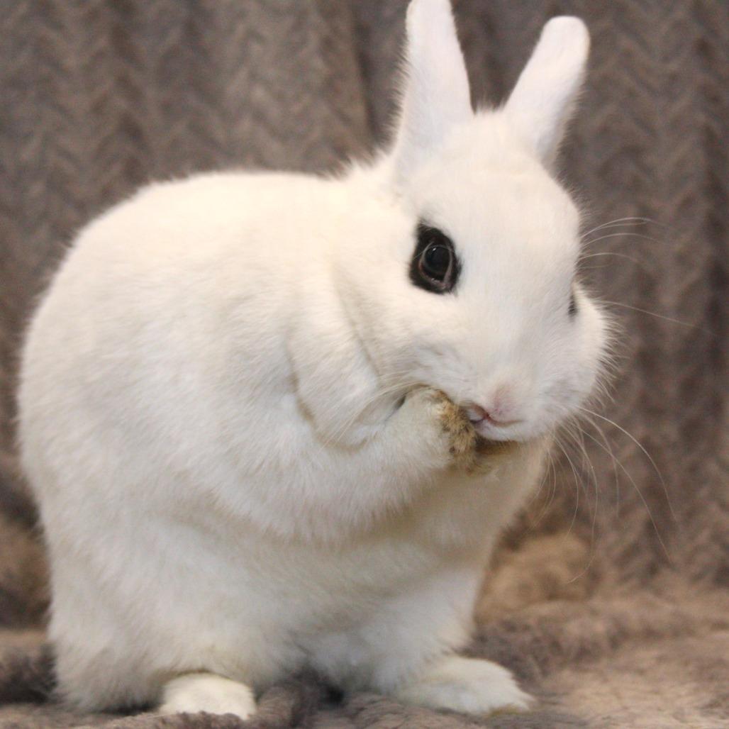 Enlarge Zara, a Adoptable Hotot in Allentown, PA image 1/4