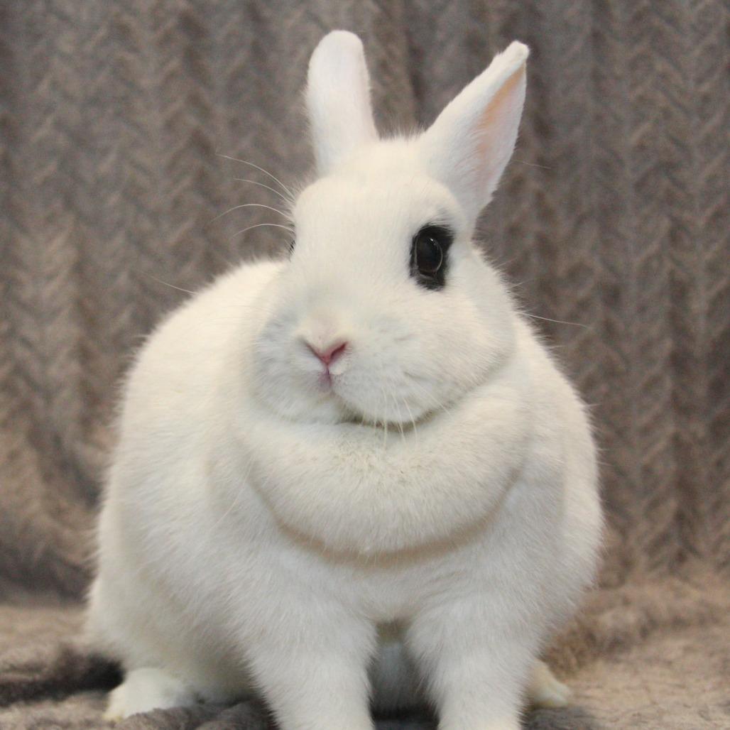 Enlarge Zara, a Adoptable Hotot in Allentown, PA image 2/4